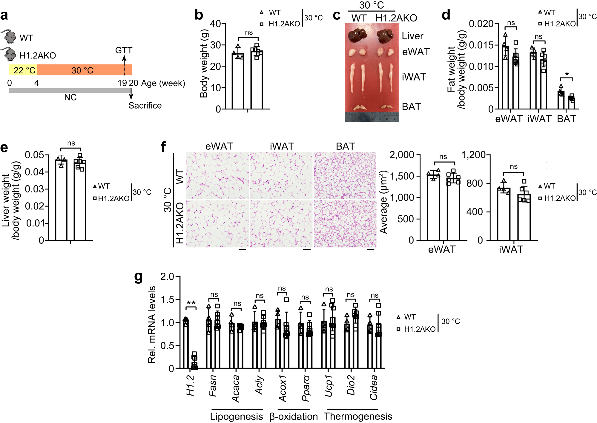 Fig. 8: Adipocyte H1.2 deficiency reduces weight gain through adaptive thermogenesis.