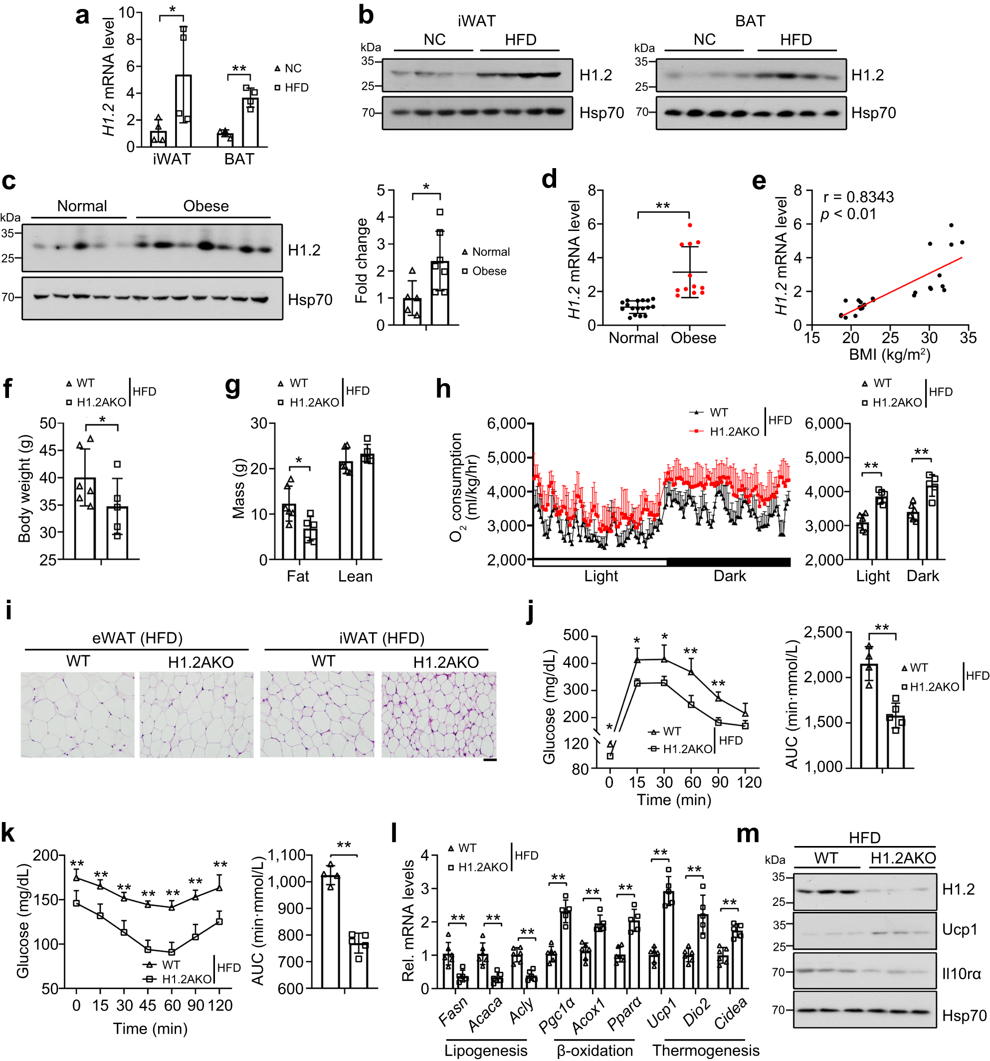Fig. 9: H1.2AKO mice are resistant to HFD-induced obesity.