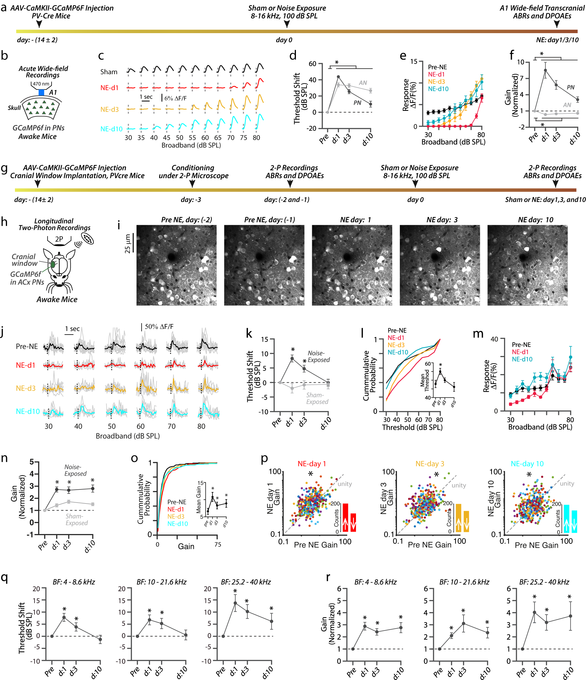 Fig. 2: Robust PN sound-evoked activity (recovery) after NIHL.