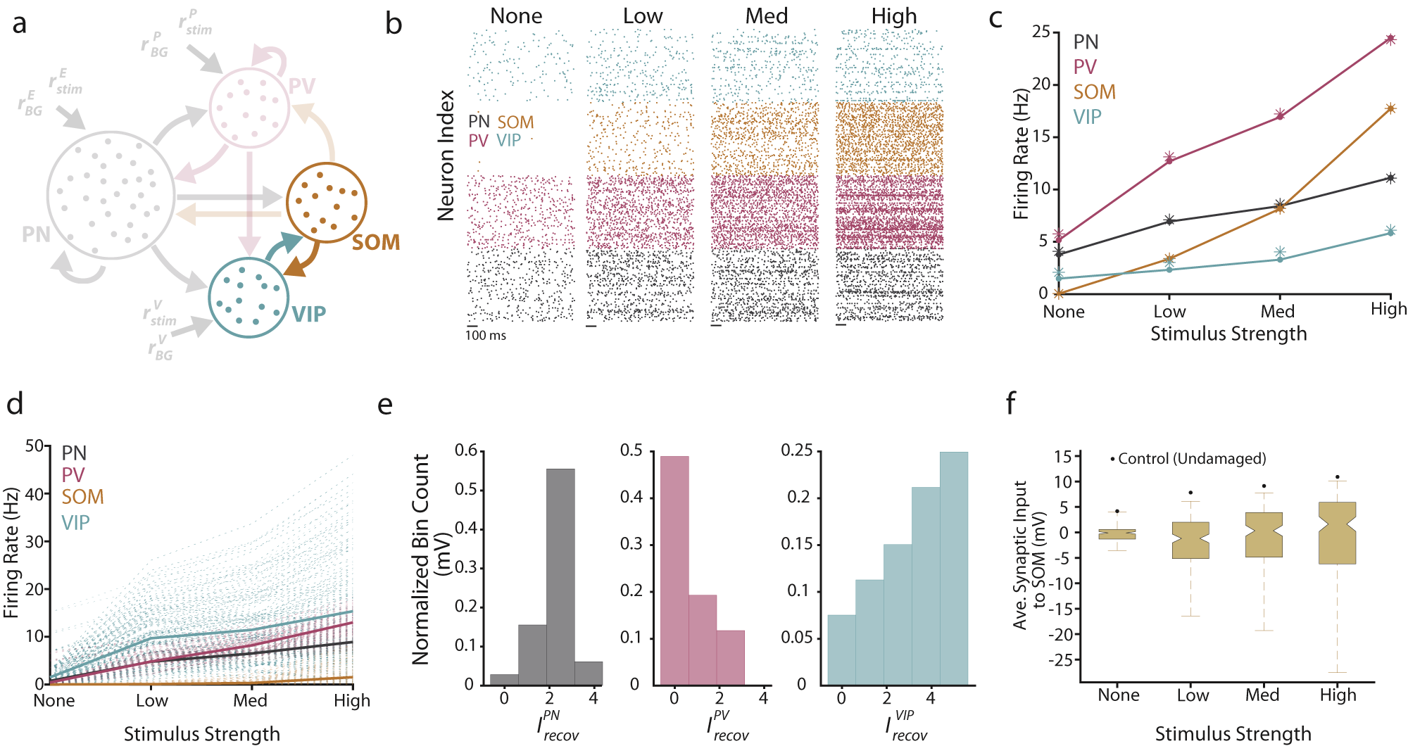 Fig. 7: Four-population model generates a testable hypothesis for VIP plasticity after NIHL.
