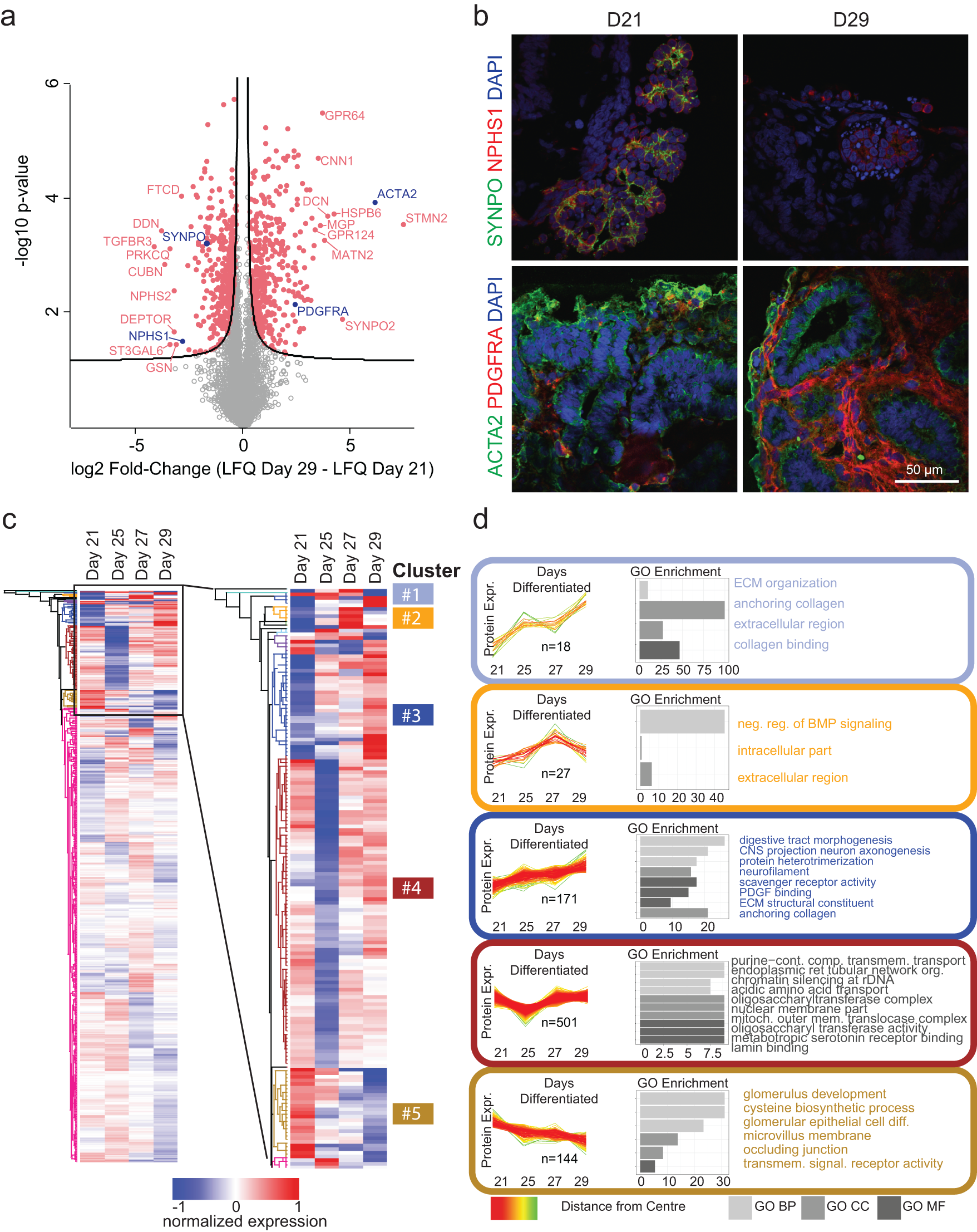 An integrated organoid omics map extends modeling potential of kidney disease Nature Communications