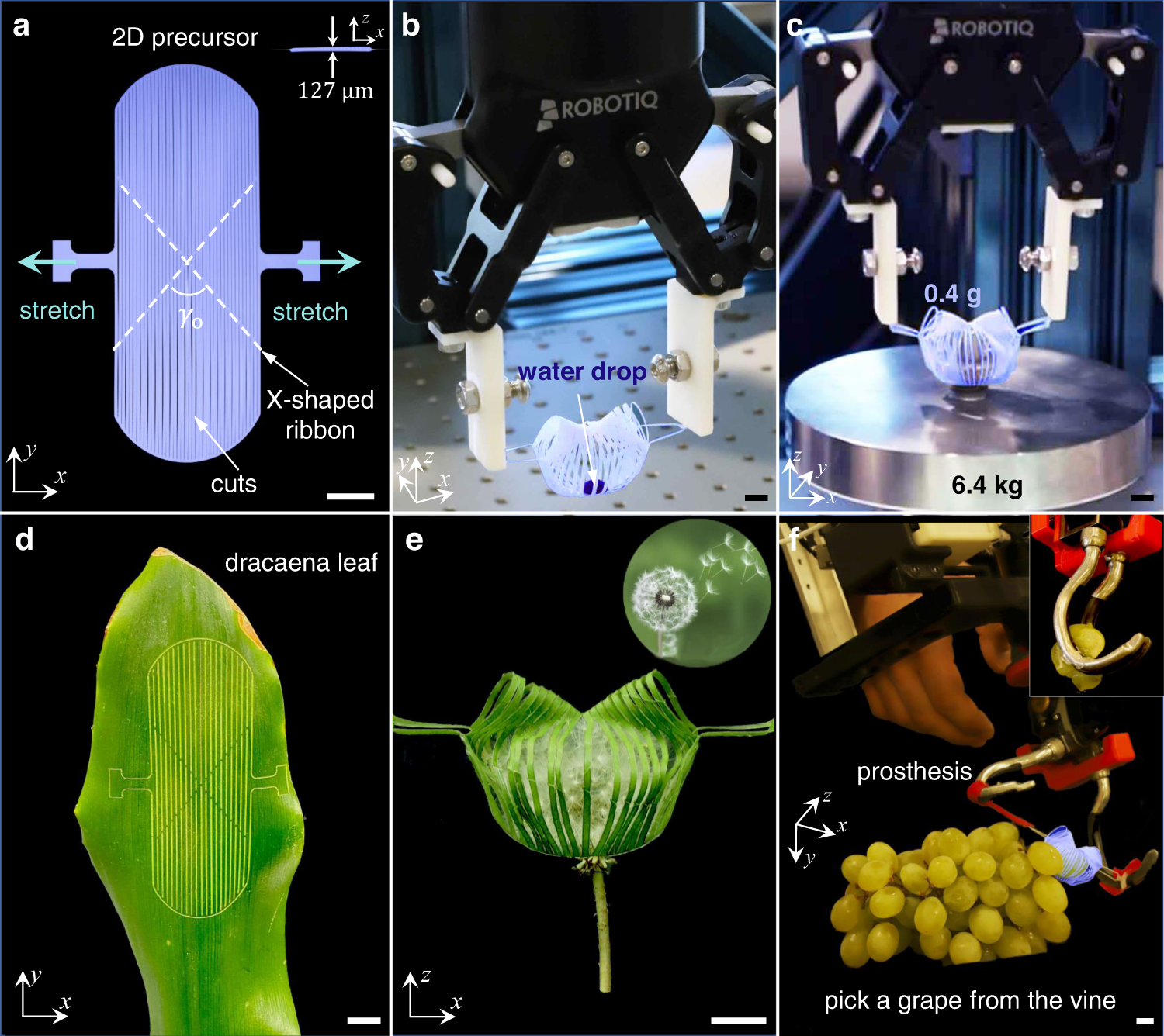 Angle-programmed tendril-like trajectories enable a multifunctional gripper  with ultradelicacy, ultrastrength, and ultraprecision | Nature  Communications