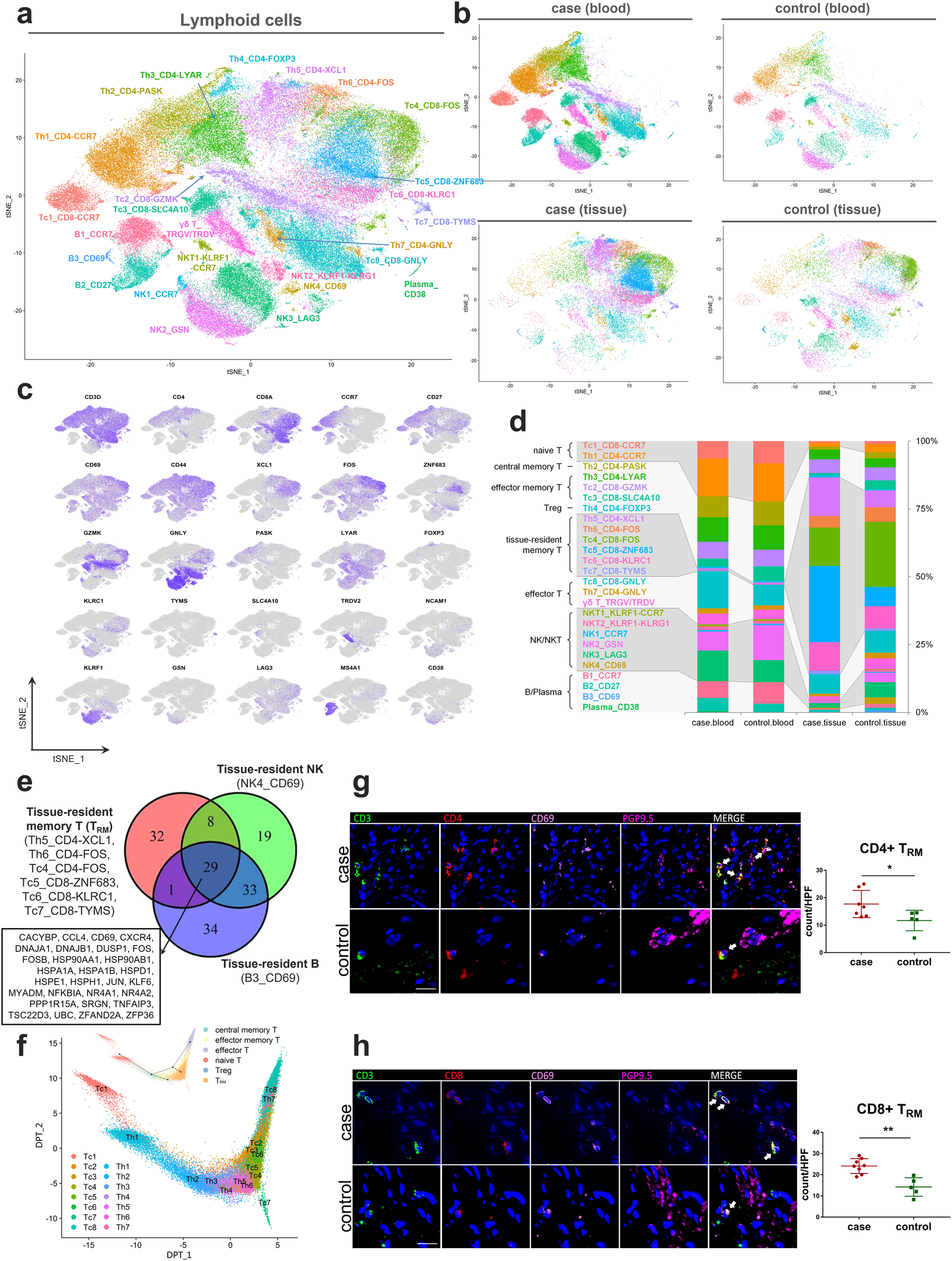 Fig. 4: Single-cell transcriptomics of subclustered lymphocytes.