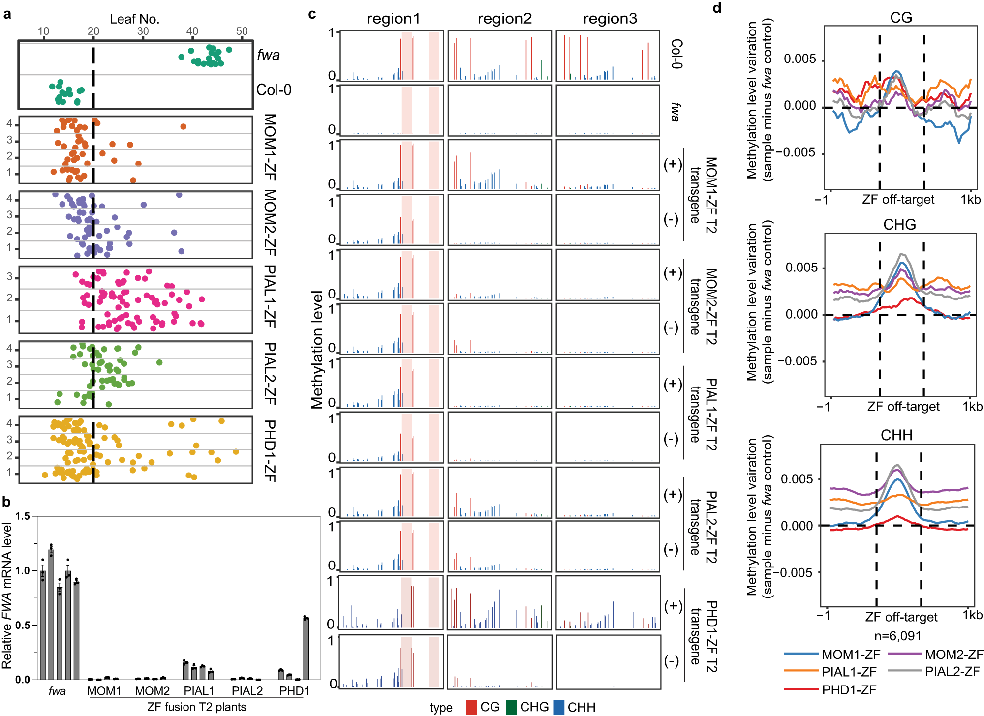 Fig. 2: ZF tethering of the MOM1 complex to the FWA promoter triggers DNA methylation and FWA silencing.