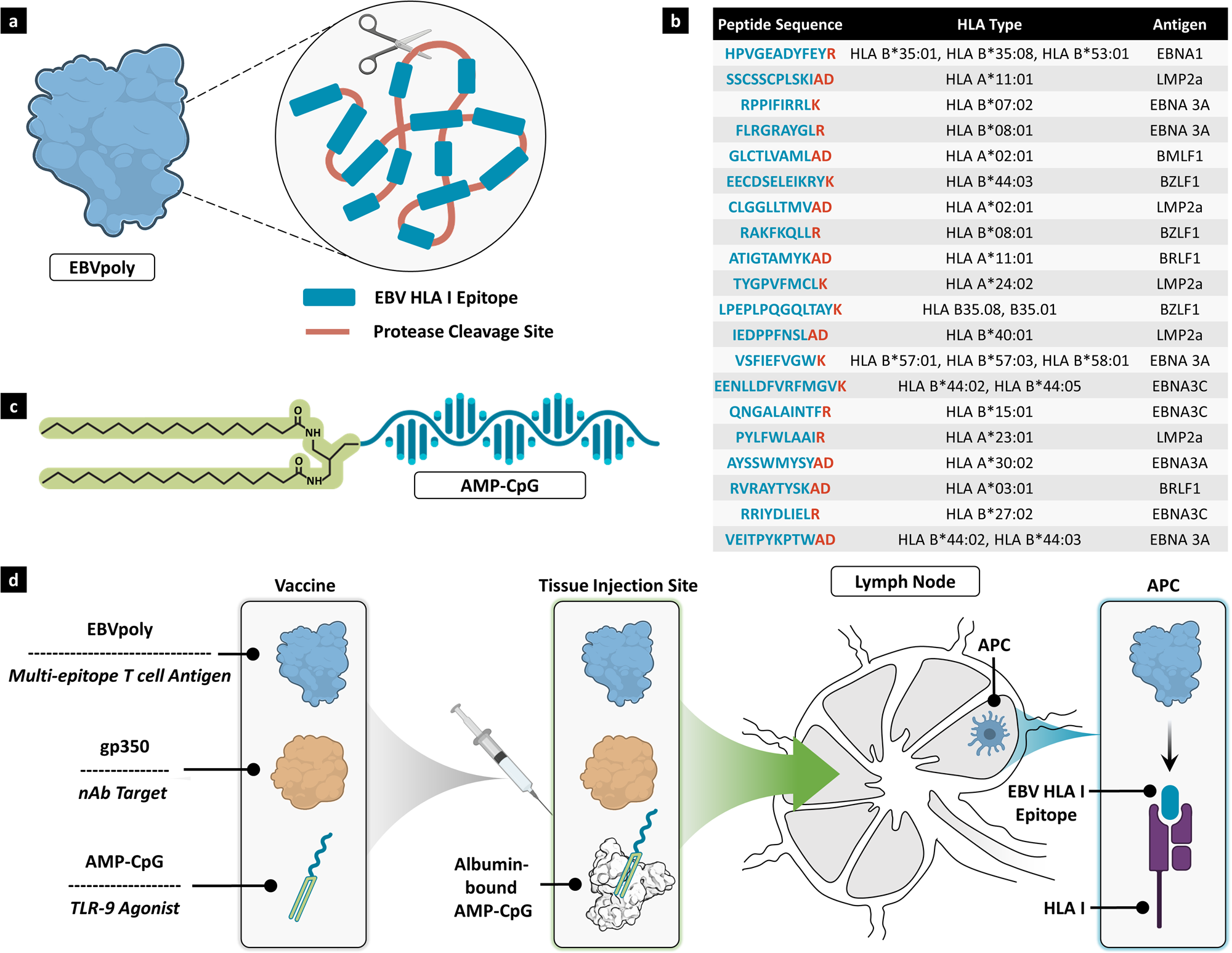 Lymph node targeted multi-epitope subunit vaccine promotes effective  immunity to EBV in HLA-expressing mice | Nature Communications, image size:2000x1547