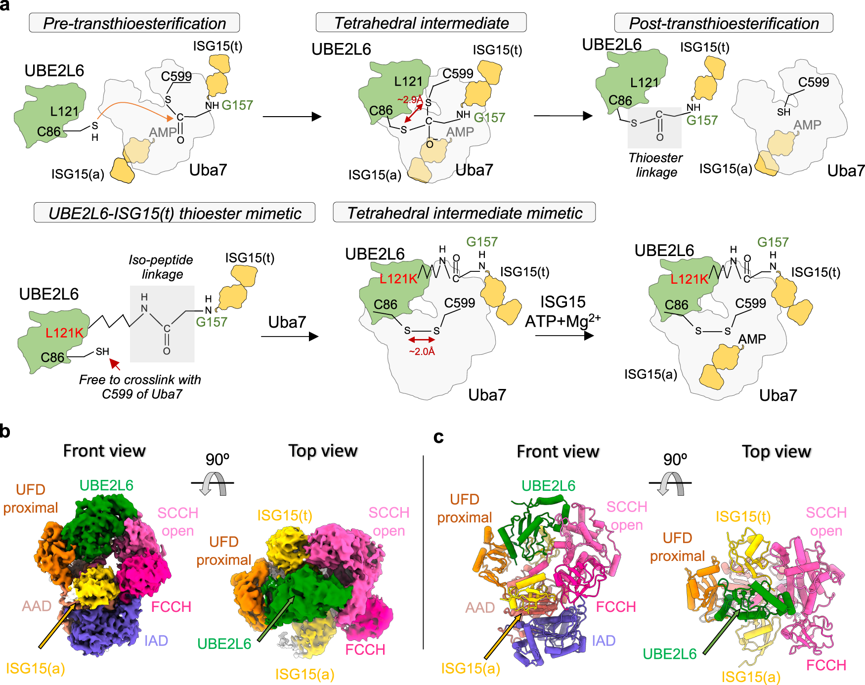 PDF) Structural and Biochemical Characterization of AaL, a Quorum