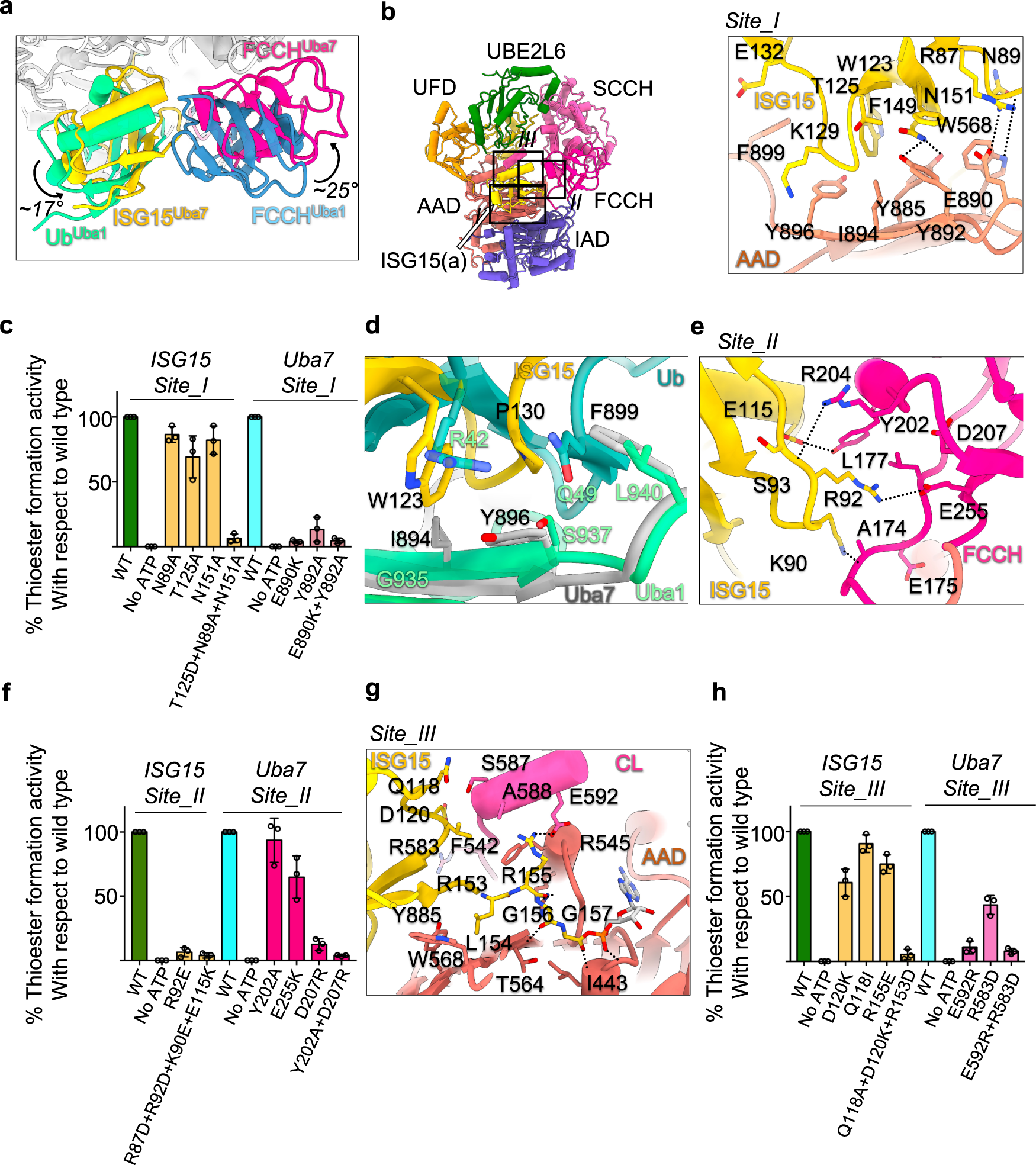 Fig. 3: Structural basis for Uba7/ISG15 molecular recognition.
