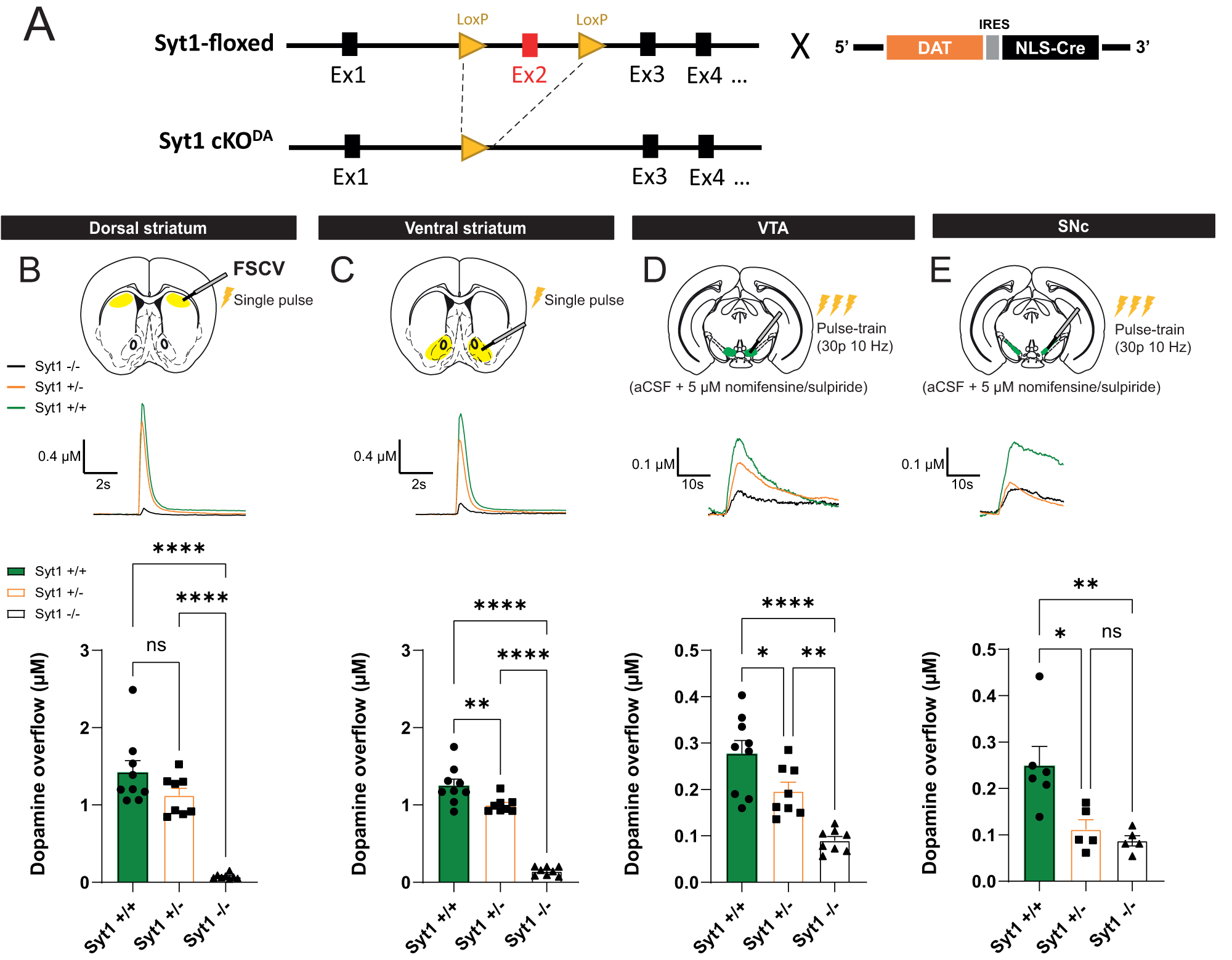 Synaptotagmin-1-dependent phasic axonal dopamine release is dispensable for basic motor behaviors in mice Nature Communications