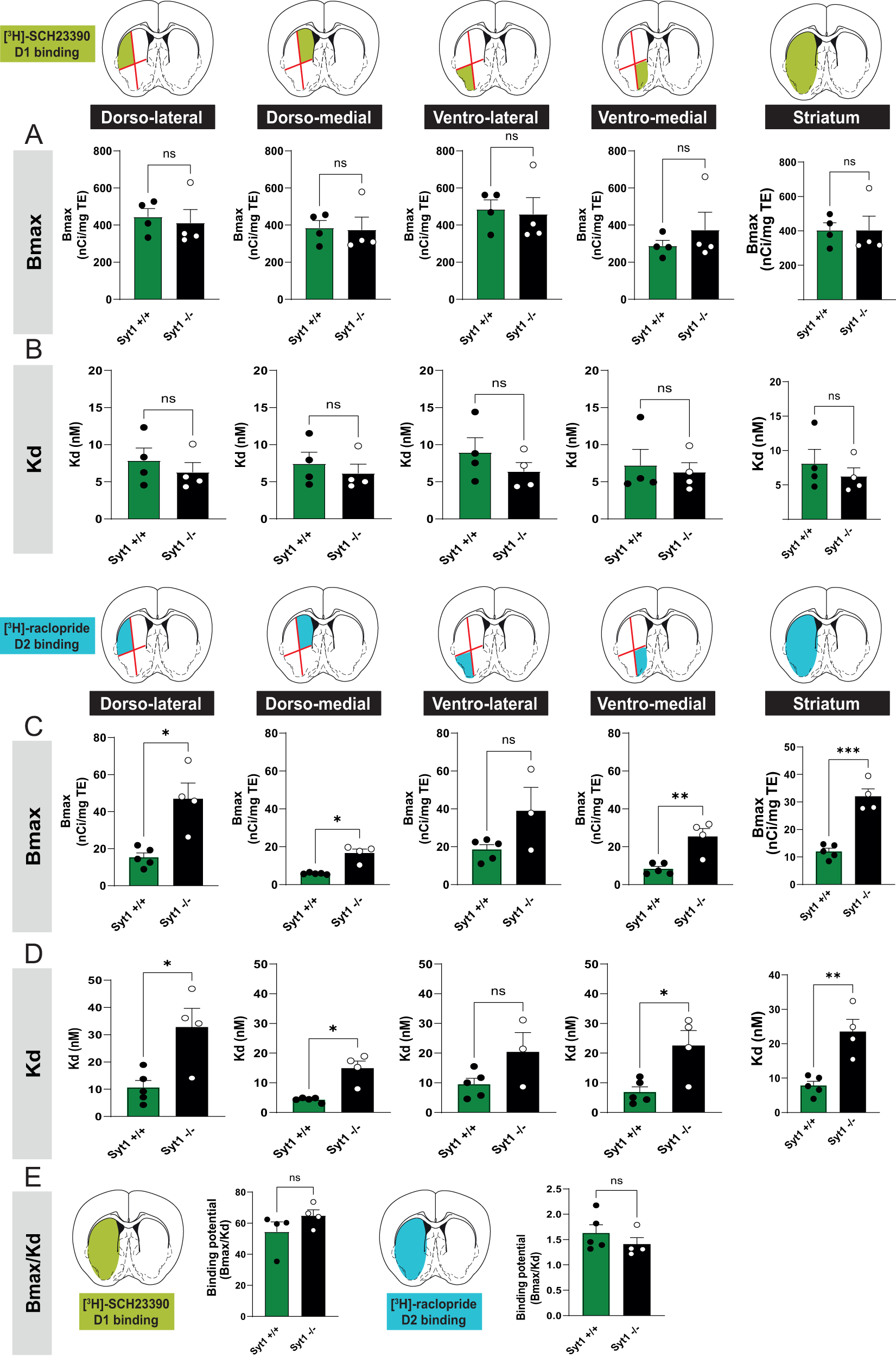 Fig. 7: Higher D2 receptor density and lower D2 affinity in Syt1 cKODA mice.