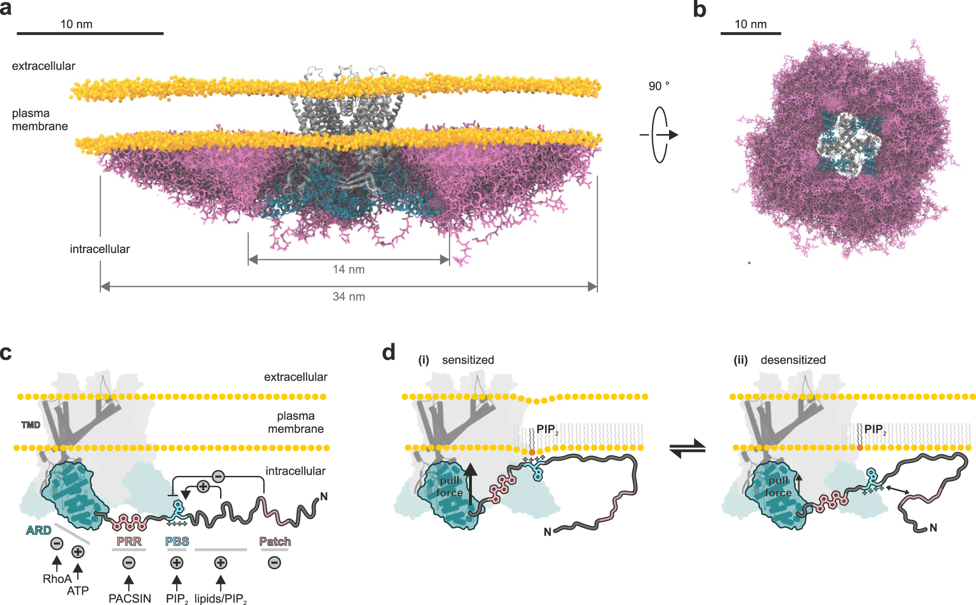 Fig. 10: The TRPV4 IDR forms an extensive ‘belt’ along the membrane plane and encodes a hierarchy of antagonistic regulatory modules.