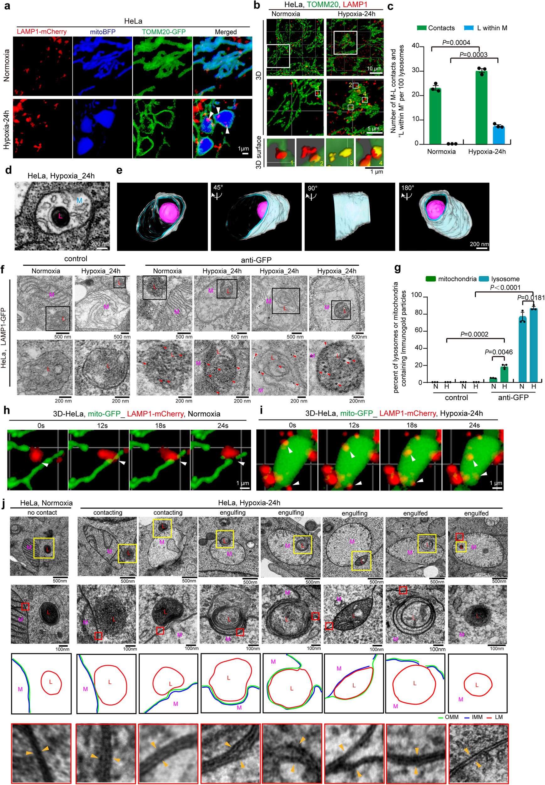 Fig. 2: Hypoxia promotes mitochondria-lysosome contacts and induces lysosome entering into megamitochondria.