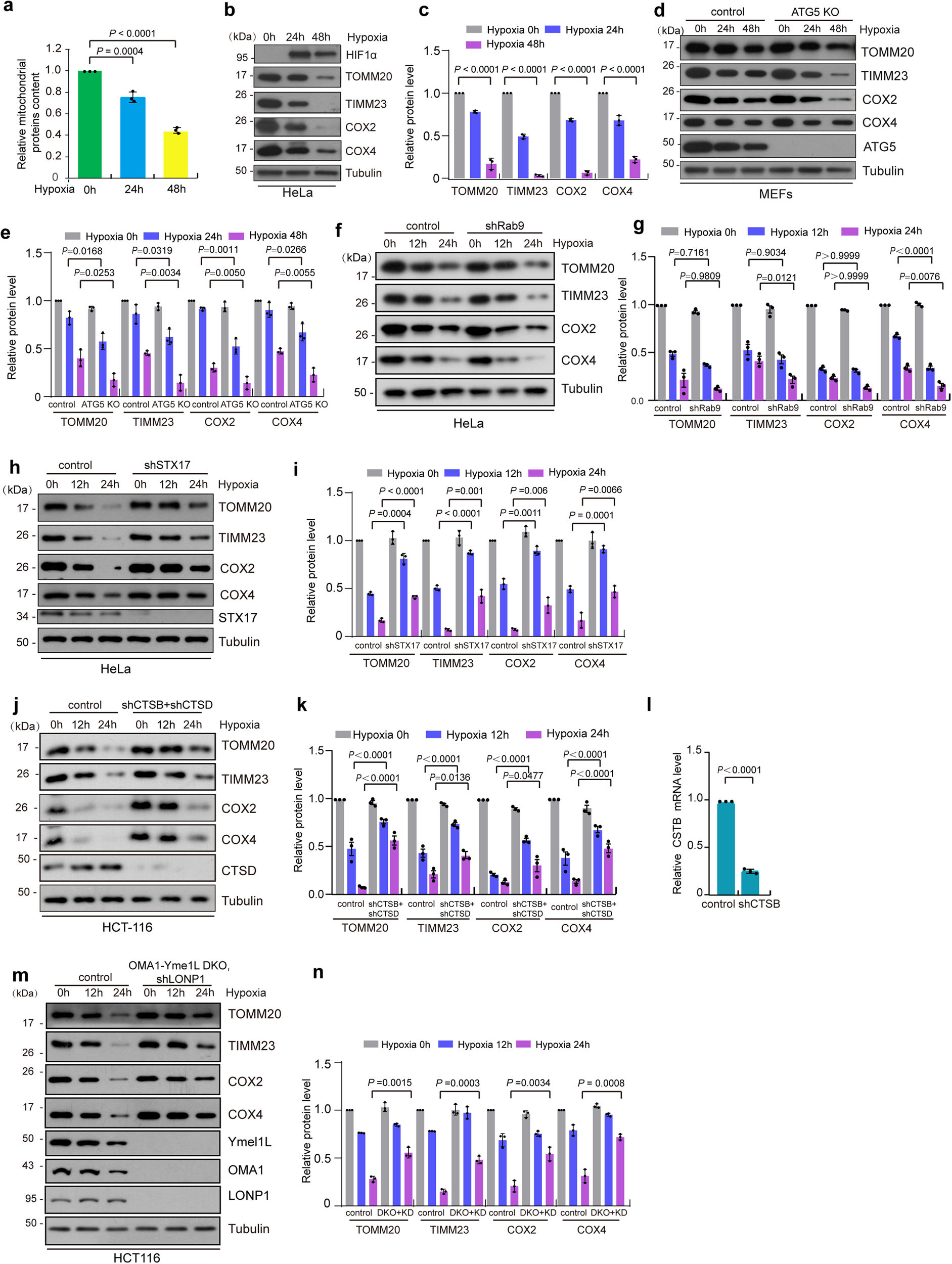 Fig. 6: MMEL and mitochondrial proteases contribute to the degradation of mitochondrial proteins.