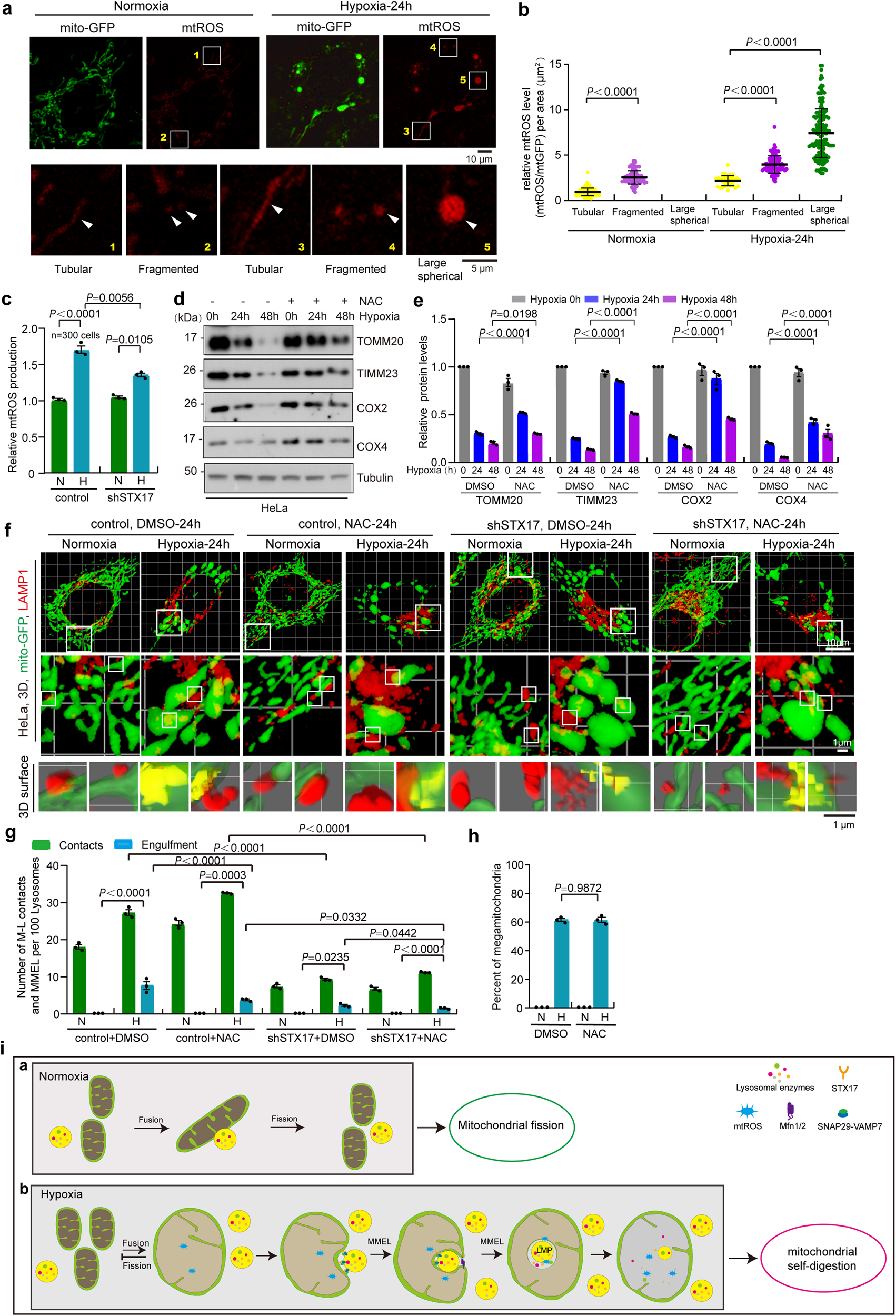 Fig. 7: MMEL promotes mitochondrial ROS production under hypoxia.