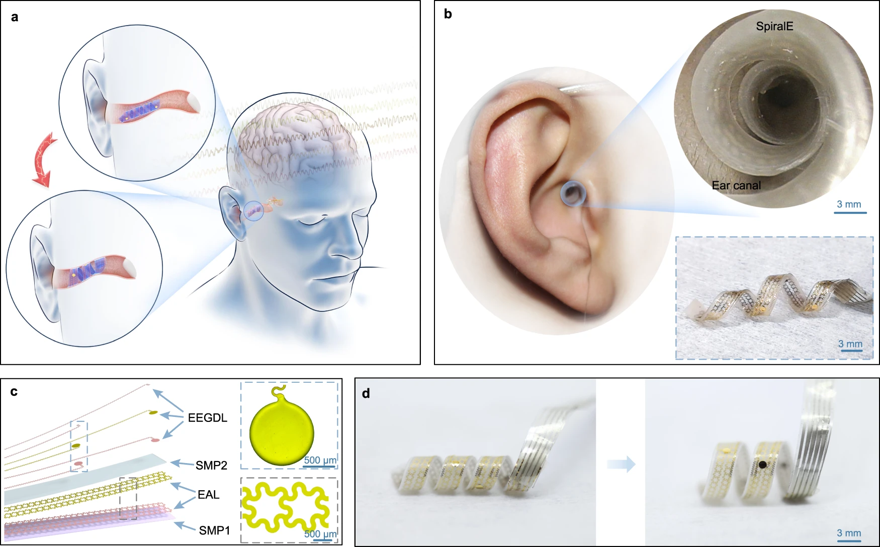 Schematic diagram of in-ear EEG recording by SpiralE showing conformally adapting electrode arrays