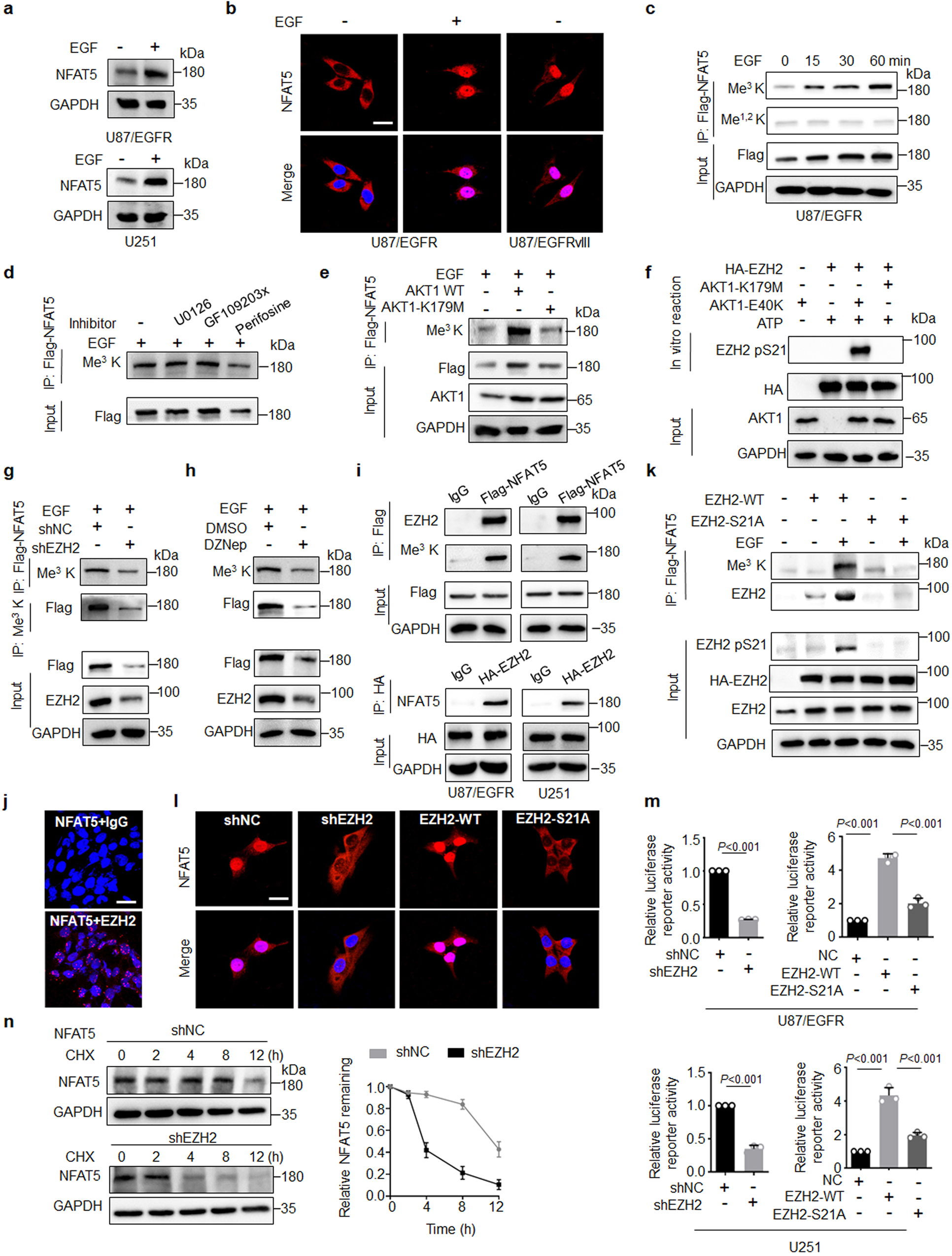 Fig. 3: EGF induces NFAT5 lysine methylation and activation dependent on EZH2.