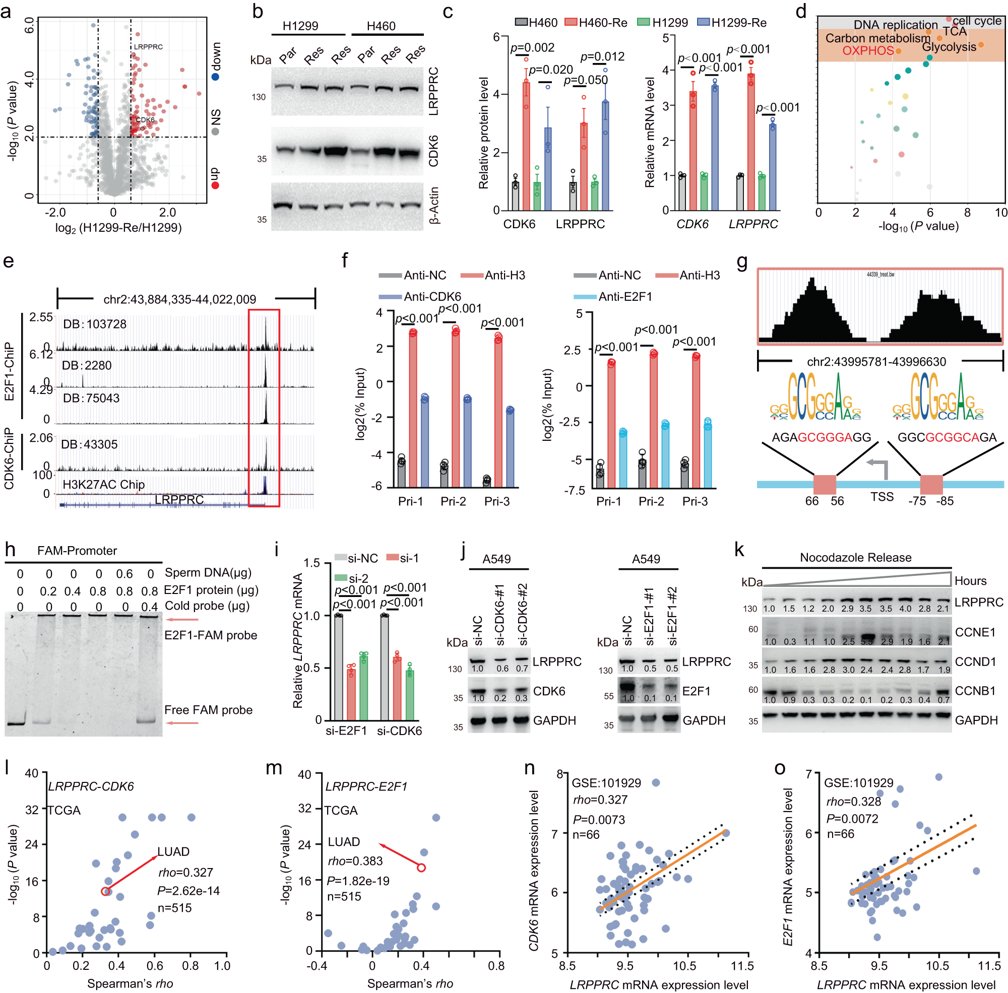 Fig. 4: CDK6 and E2F1 promoted LRPPRC expression by enhancing transcription.