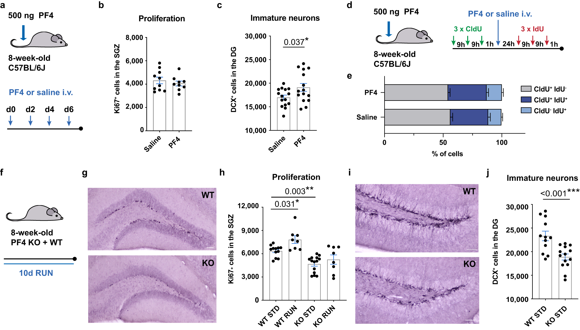 Platelet-derived exerkine CXCL4/platelet factor 4 rejuvenates hippocampal  neurogenesis and restores cognitive function in aged mice | Nature  Communications