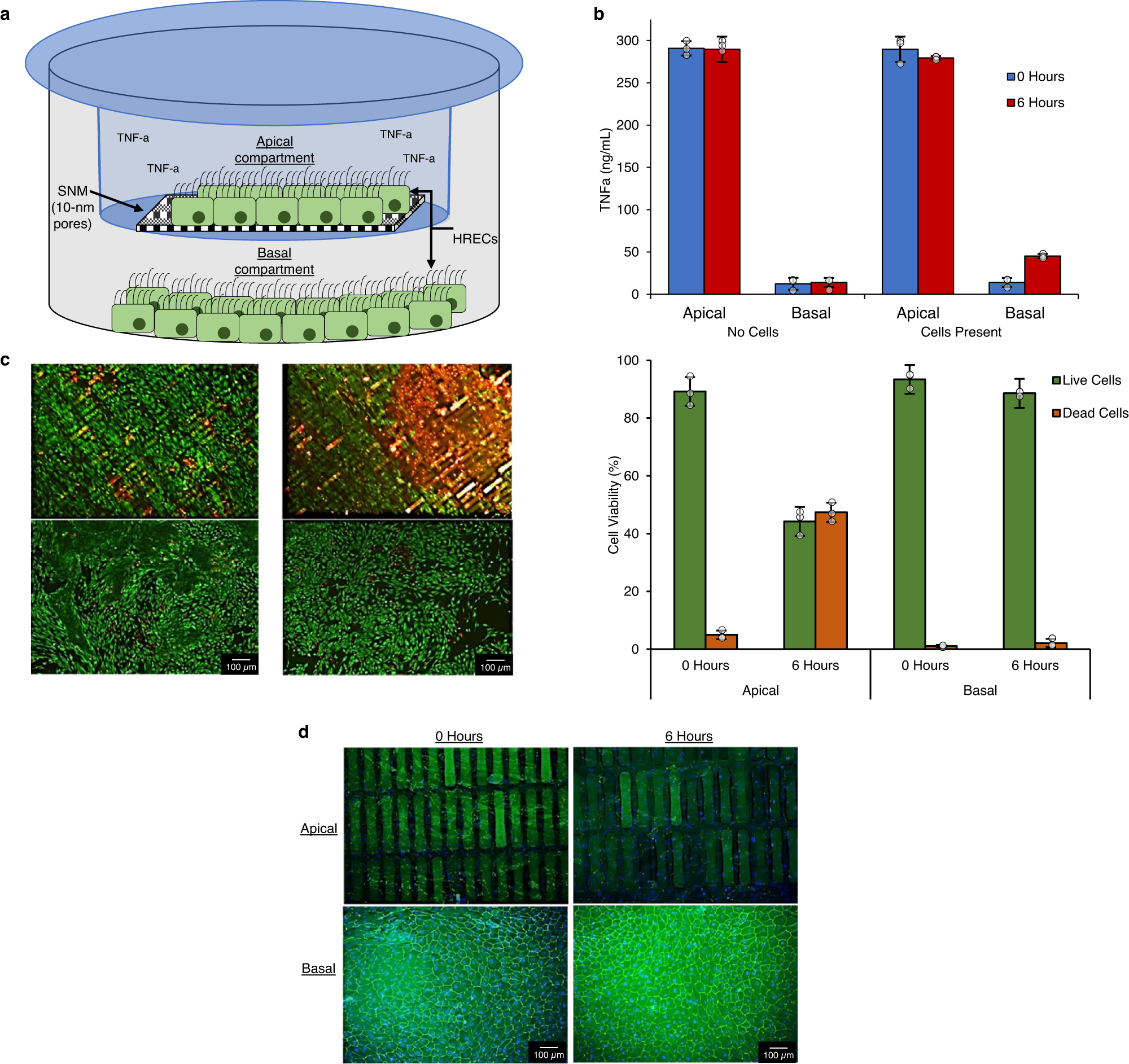 Feasibility of an implantable bioreactor for renal cell therapy using  silicon nanopore membranes