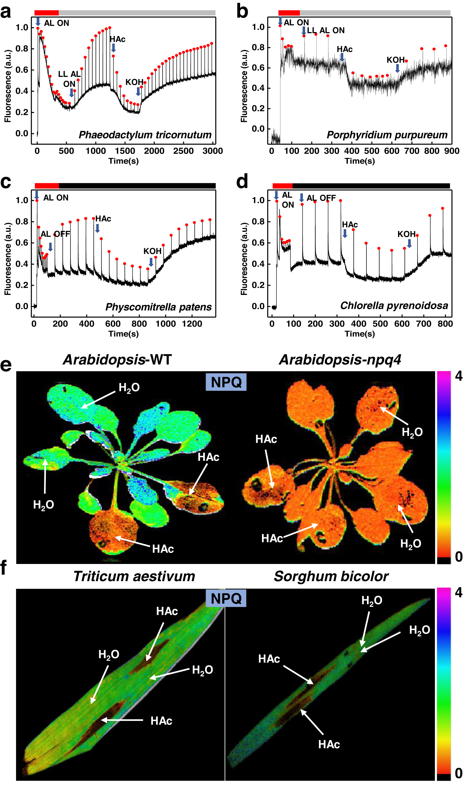 Fig. 3: Chlorophyll fluorescence traces of algae and images of higher plants.