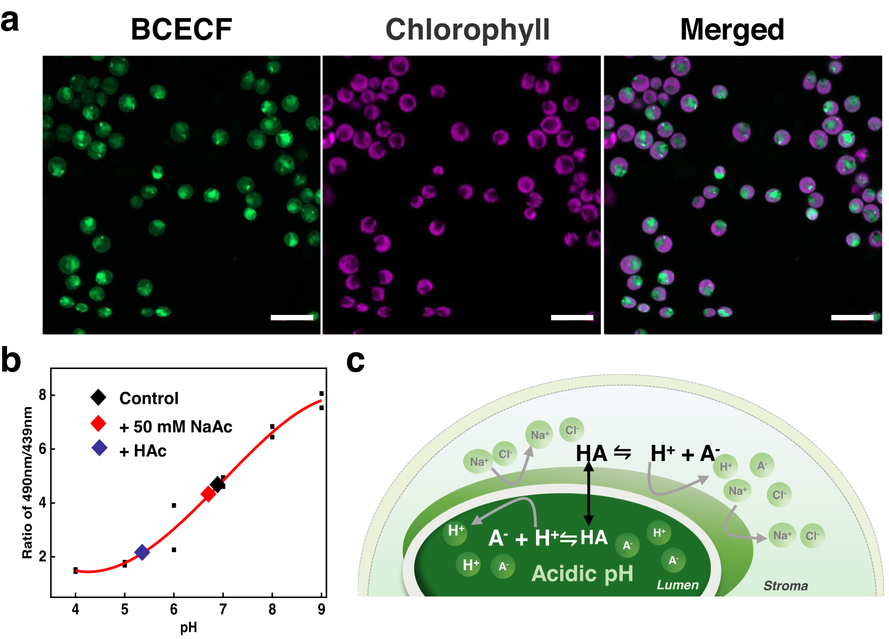 Fig. 5: Intracellular pH was measured with the pH-sensitive dye BCECF.