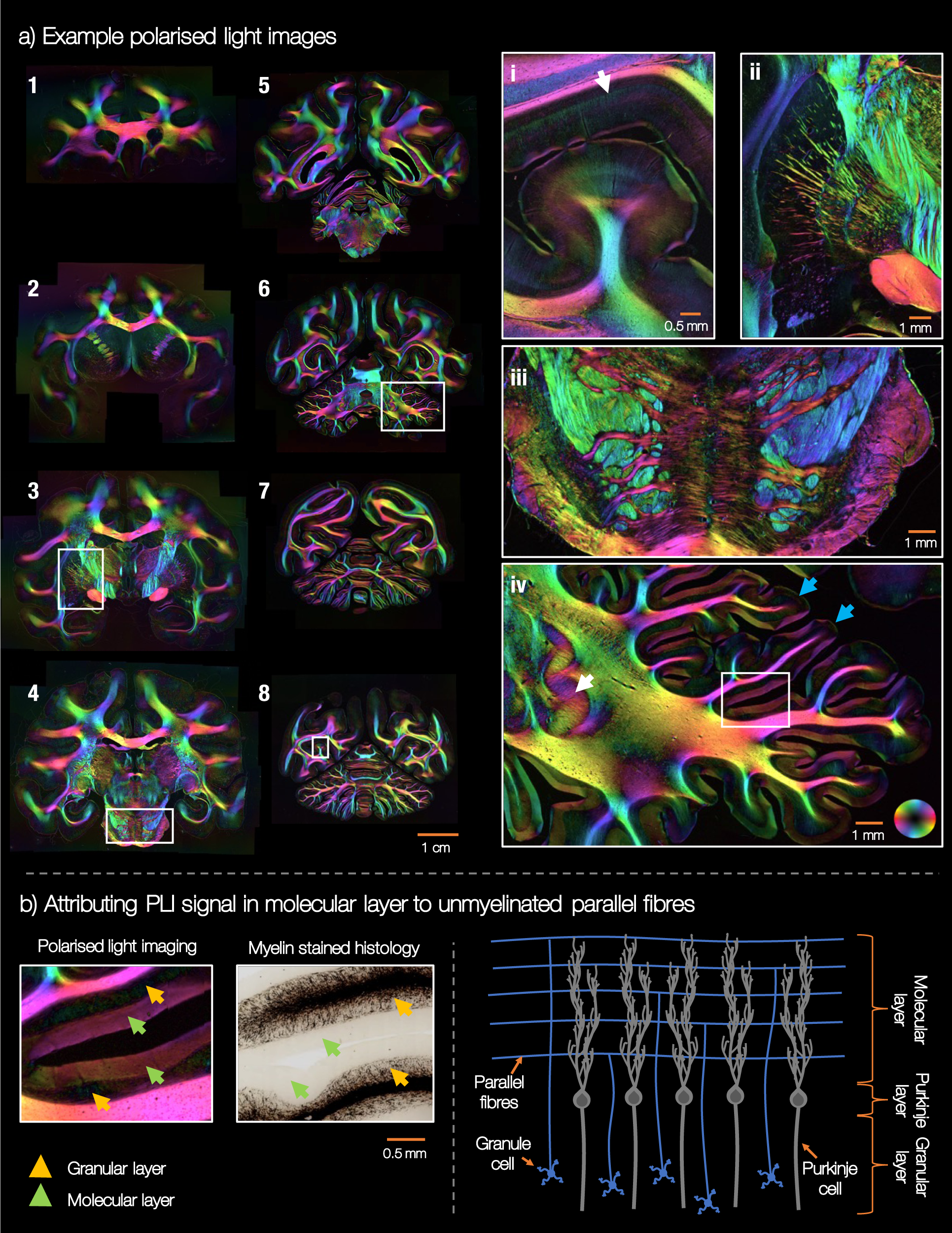 Fig. 3: Polarised light imaging in BigMac.