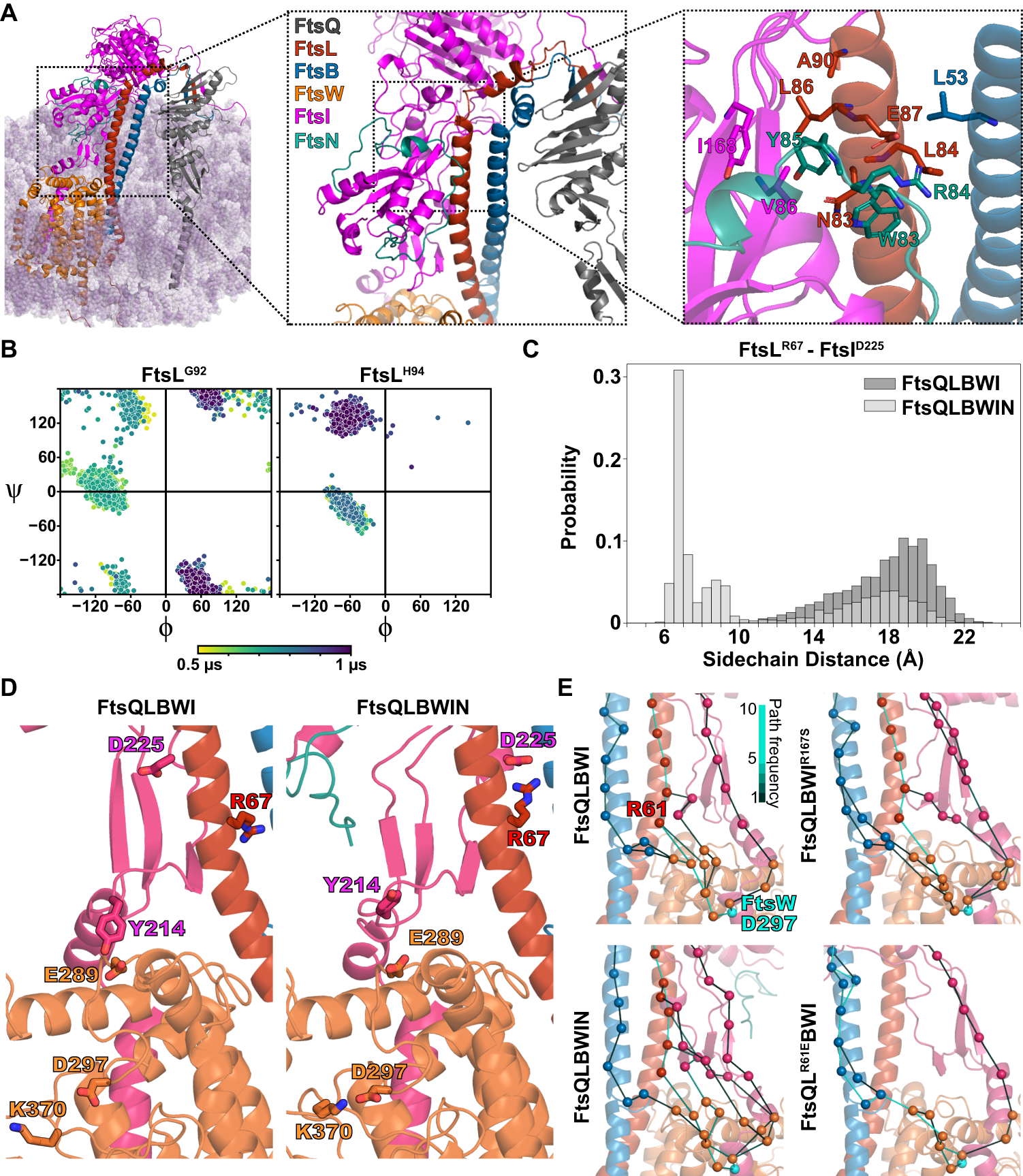Fig. 5: FtsNE binding reduces inhibitory interactions and induces conformational changes observed in SF complexes.