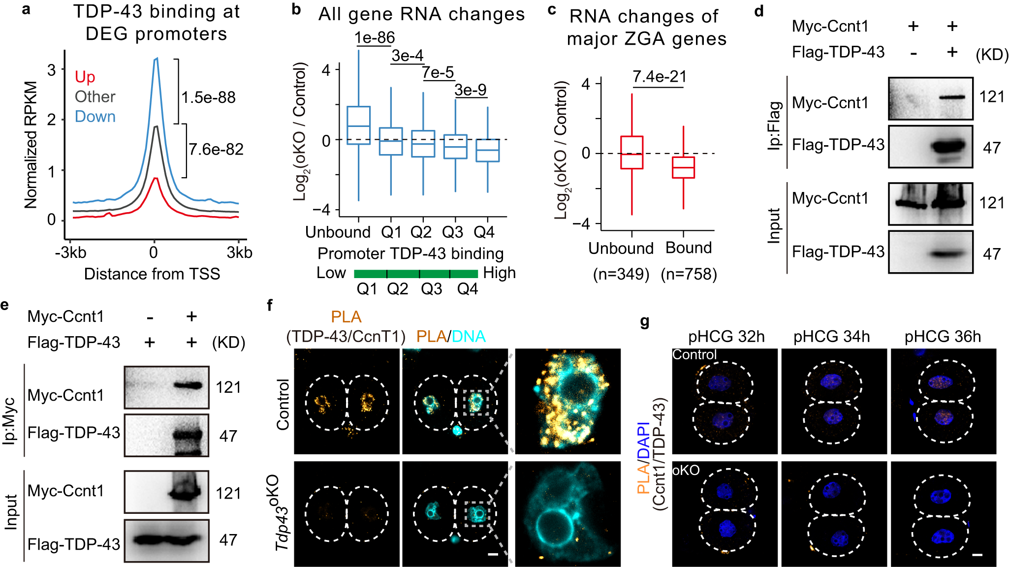 Fig. 6: The effect of TDP-43 binding on gene expression in L2C and the interaction between TDP-43 and Cyclin T1.