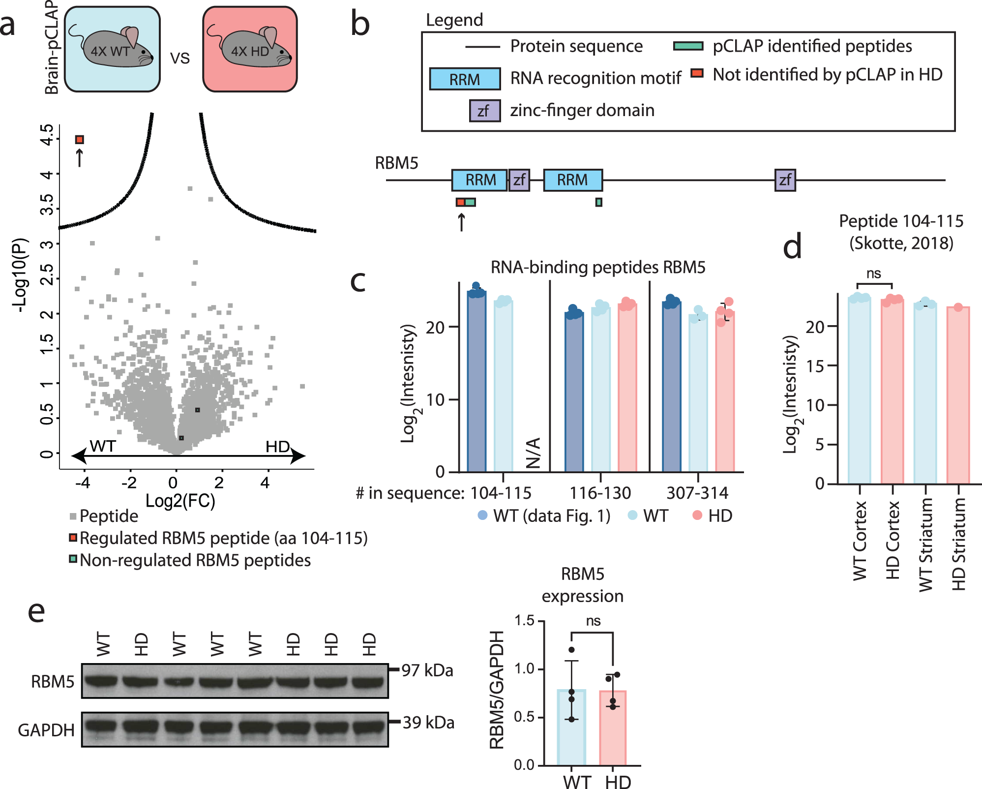 Fig. 3: Comparison of active RBPs in a HD and WT mouse brain samples.