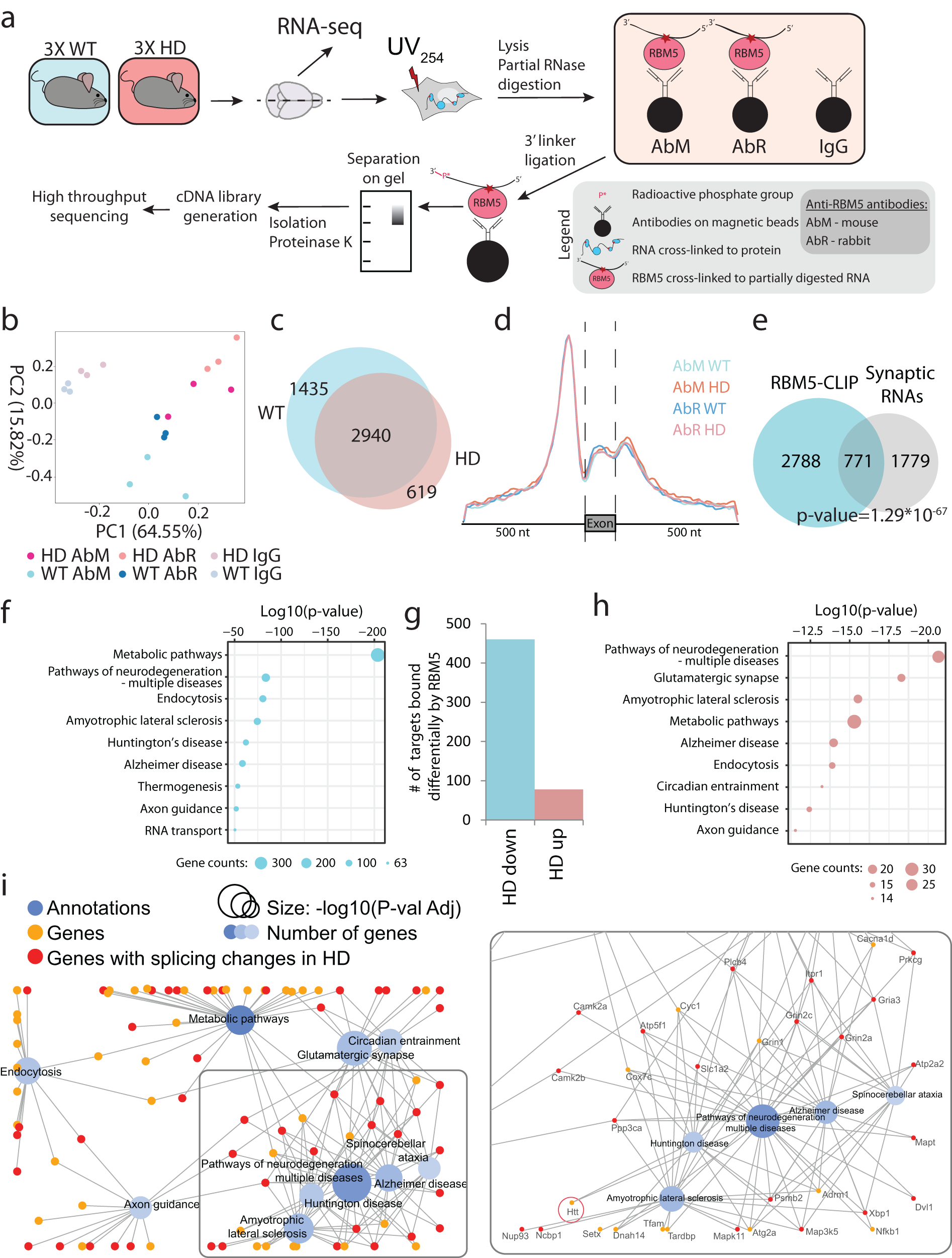 Fig. 4: RBM5-CLIP analysis from WT and HD mouse brain tissues.