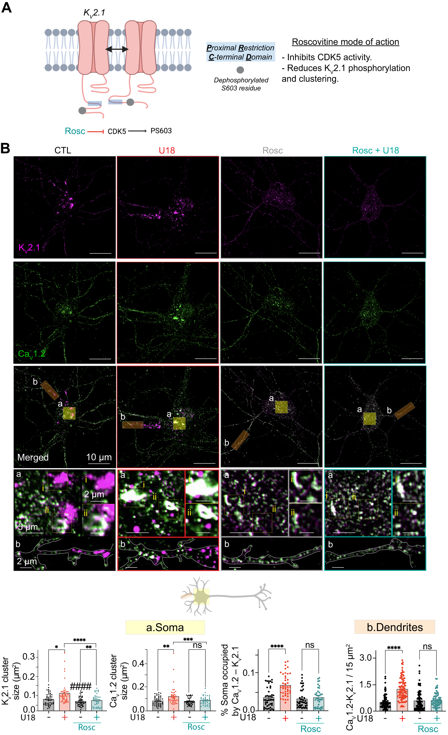 Fig. 6: NPC1-dependent increases in CaV1.2 are abrogated by inhibiting CDK5-dependent phosphorylation of KV2.1.