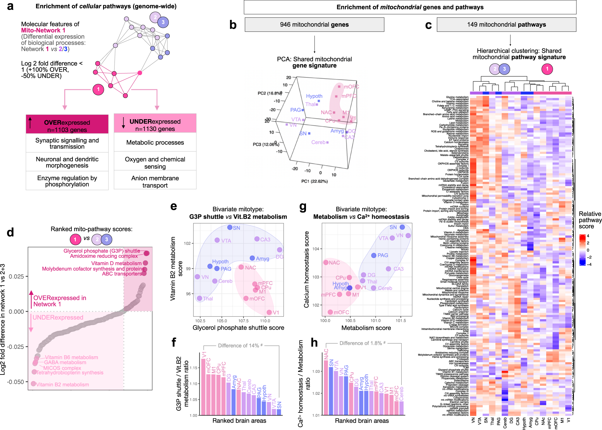Fig. 4: Brain networks exhibit transcriptional genome-wide and mitochondrial specialization.