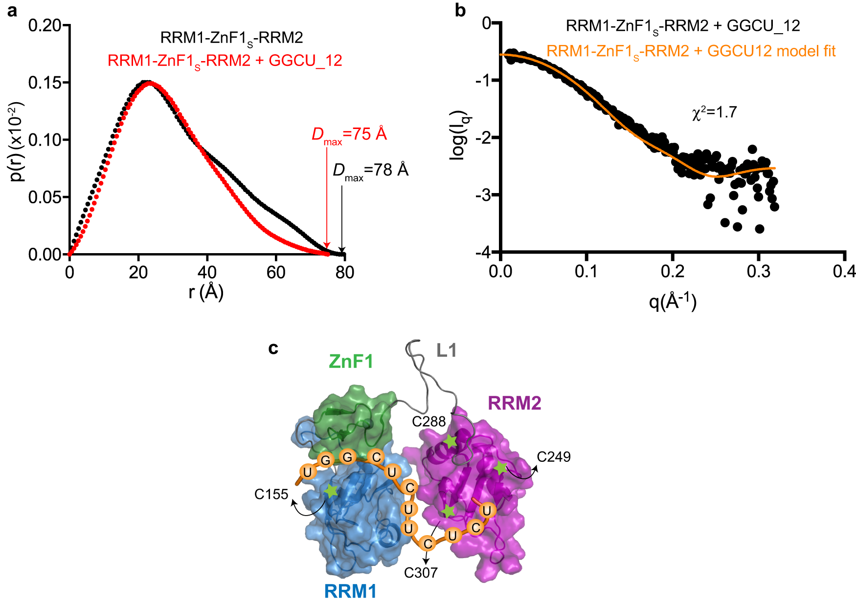Fig. 5: Domain arrangement of RRM1-ZnF1-RRM2.