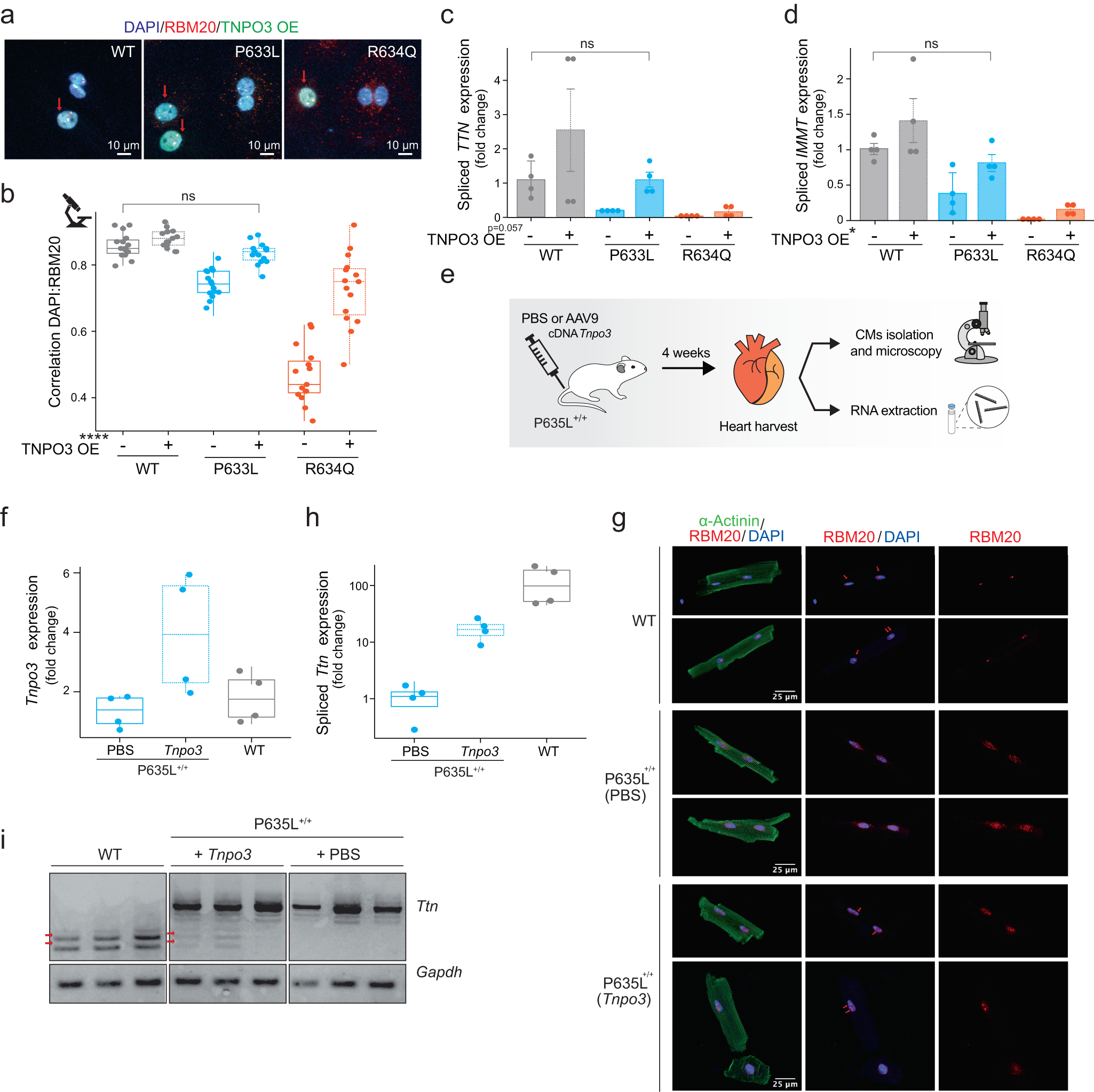 Fig. 5: Enhancing RBM20-TNPO3 interaction restores nuclear localization and splicing in vitro and in vivo.
