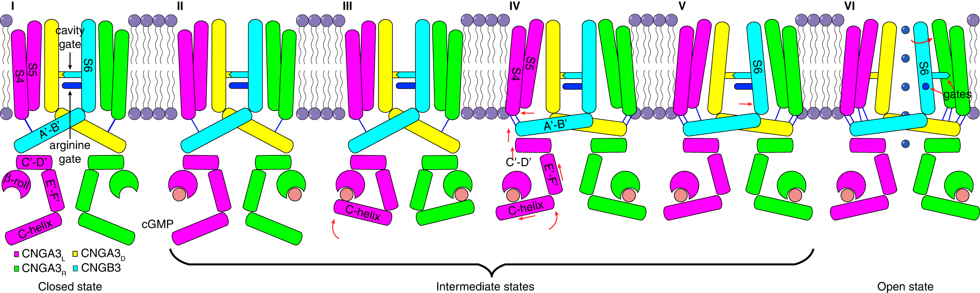 Fig. 8: Model of allosteric gating of CNGA3/CNGB3 by cGMP.