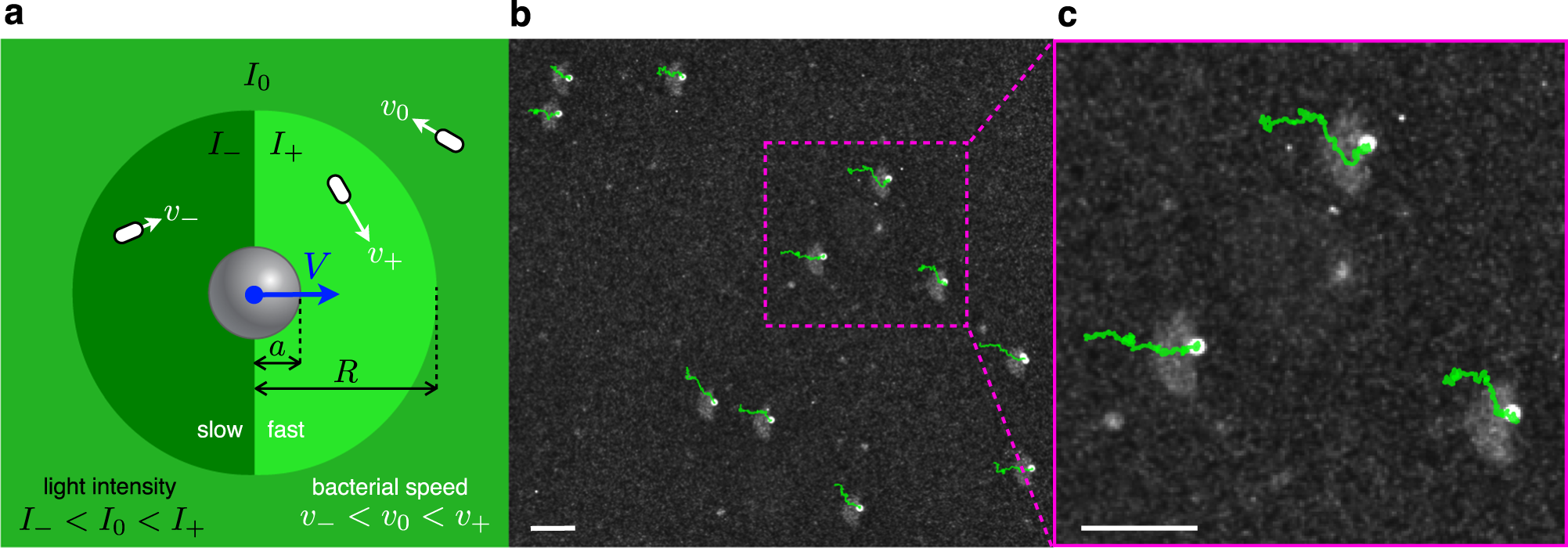 Fig. 1: Colloidal transport in light-induced activity gradients.