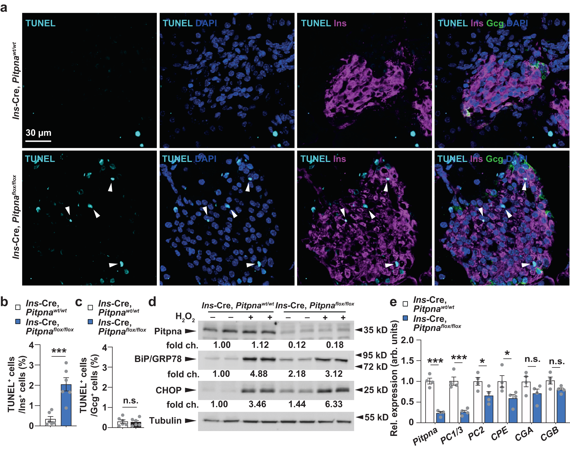 Fig. 3: Loss of Pitpna increases beta-cell apoptosis and expression of endoplasmic reticulum (ER) stress markers.