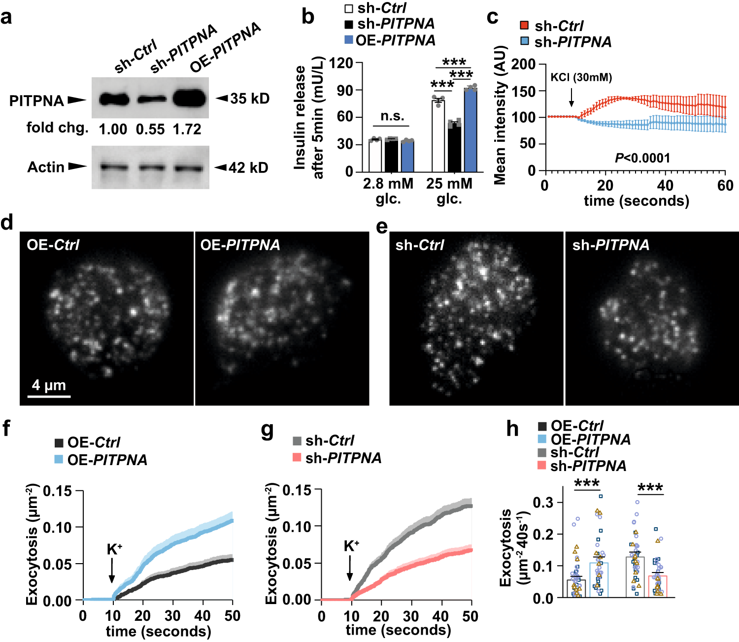 Fig. 4: PITPNA regulates insulin secretion in human pancreatic beta-cells.