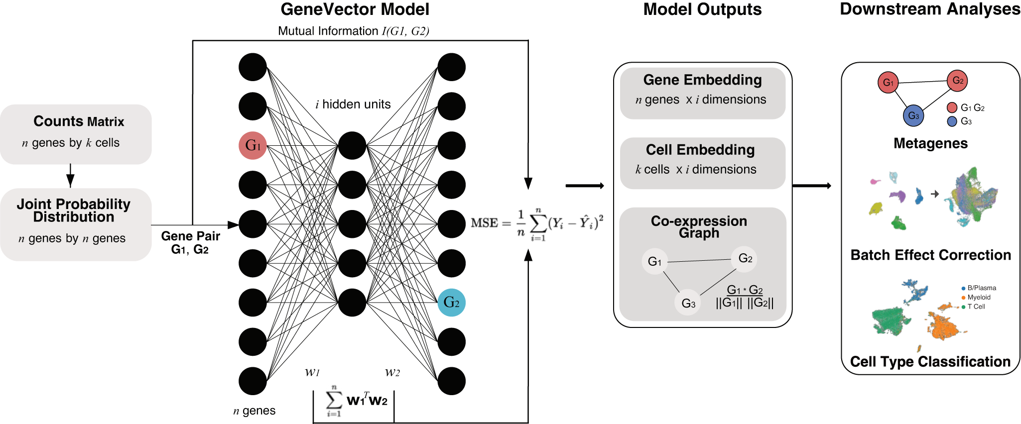 Identification of transcriptional programs using dense vector  representations defined by mutual information with GeneVector