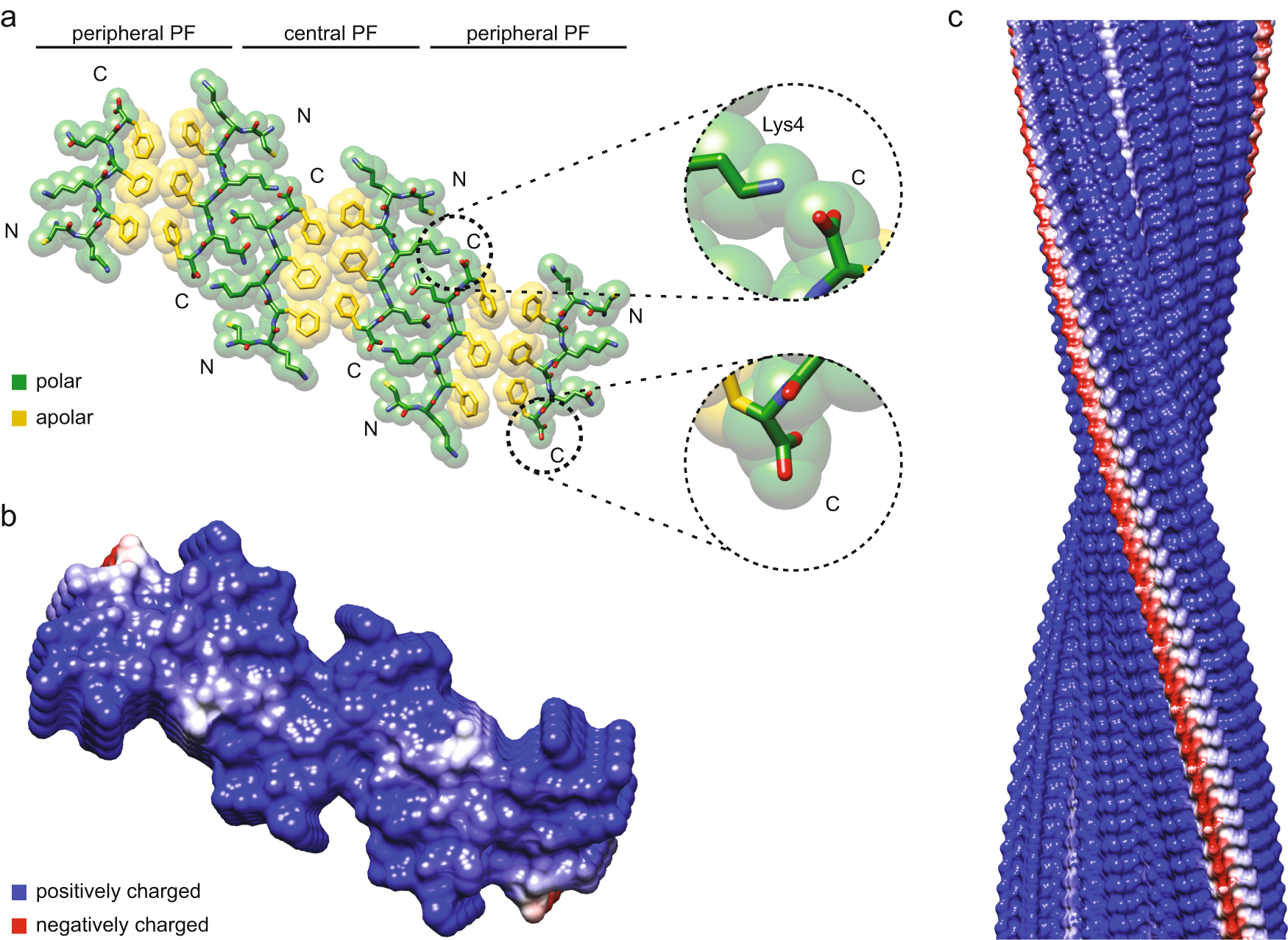 Fig. 5: Arrangement and Coulomb potential of Morphology II of the PNF-18 fibrils.