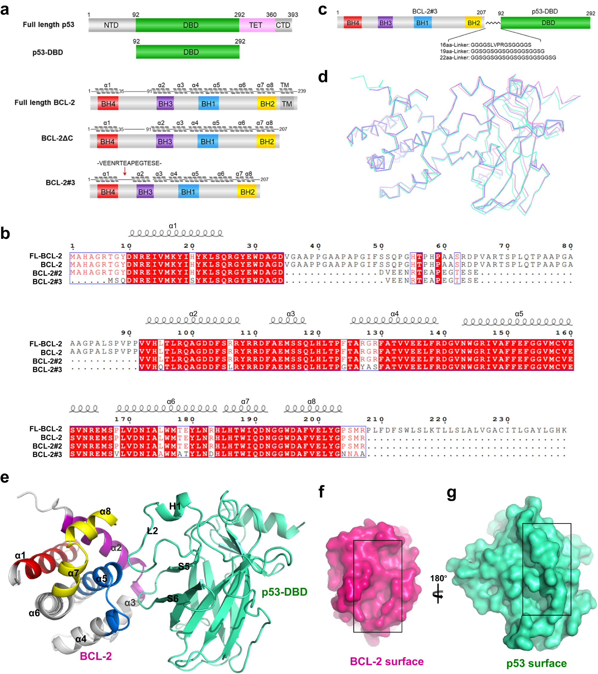 Fig. 1: Crystal structures of the p53-DBD/BCL-2 complex.