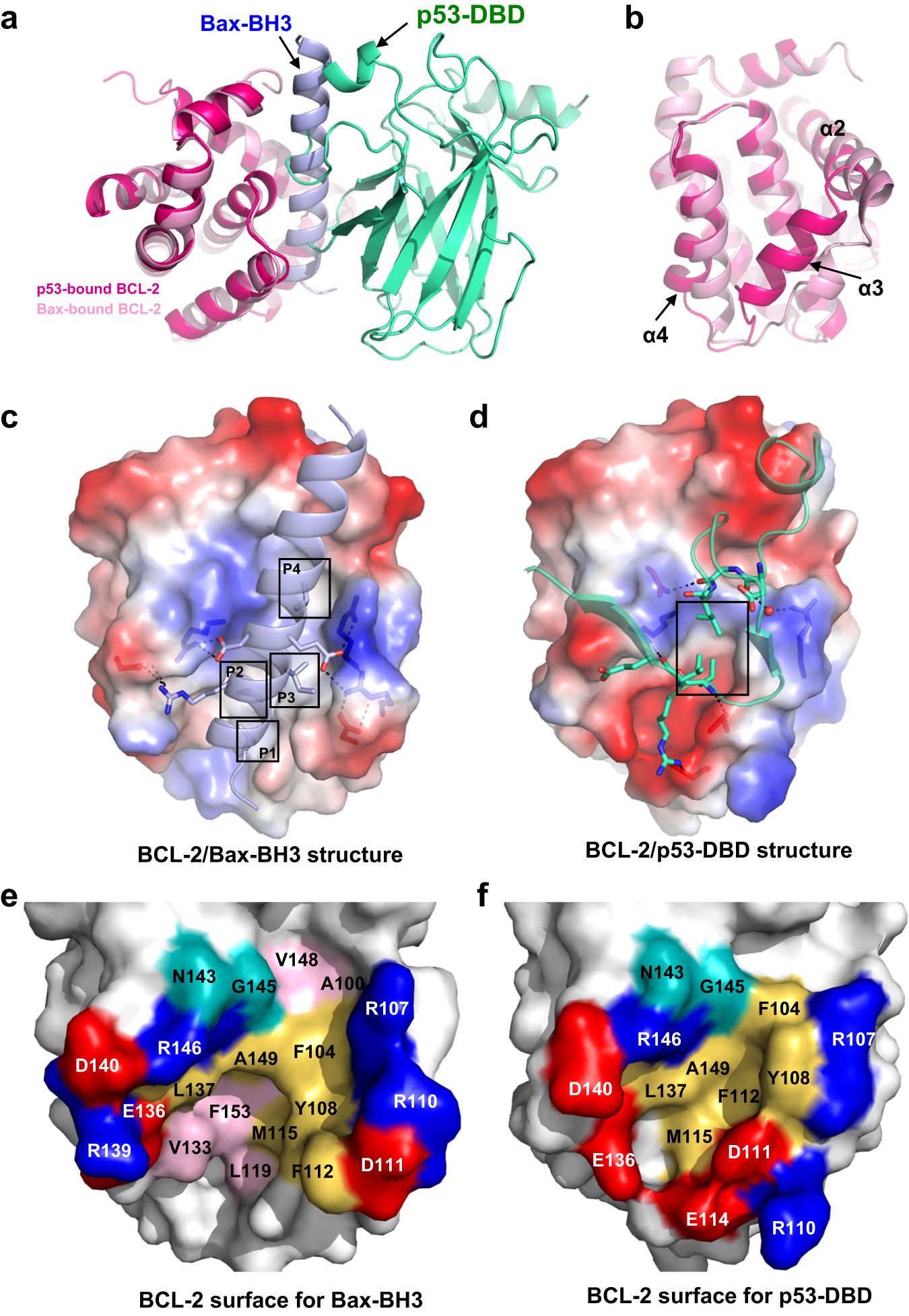 Fig. 4: Structural analysis shows p53 and pro-apoptotic Bax binding at the same pocket of BCL-2.