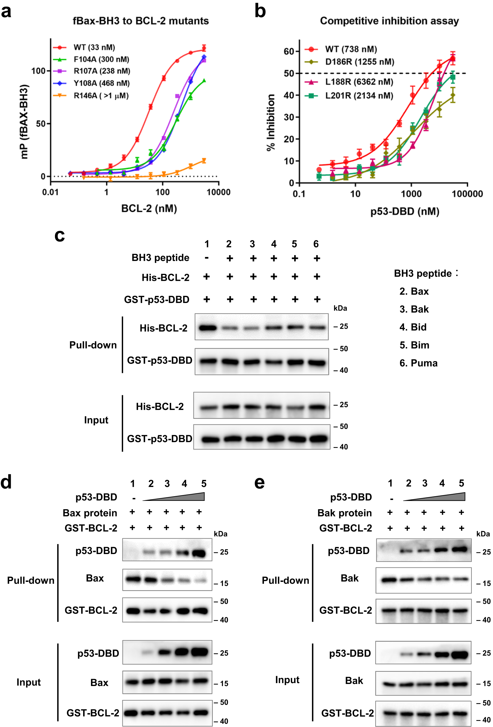 Fig. 5: p53 competitively inhibits BCL-2 binding to pro-apoptotic BCL-2 family proteins in vitro.