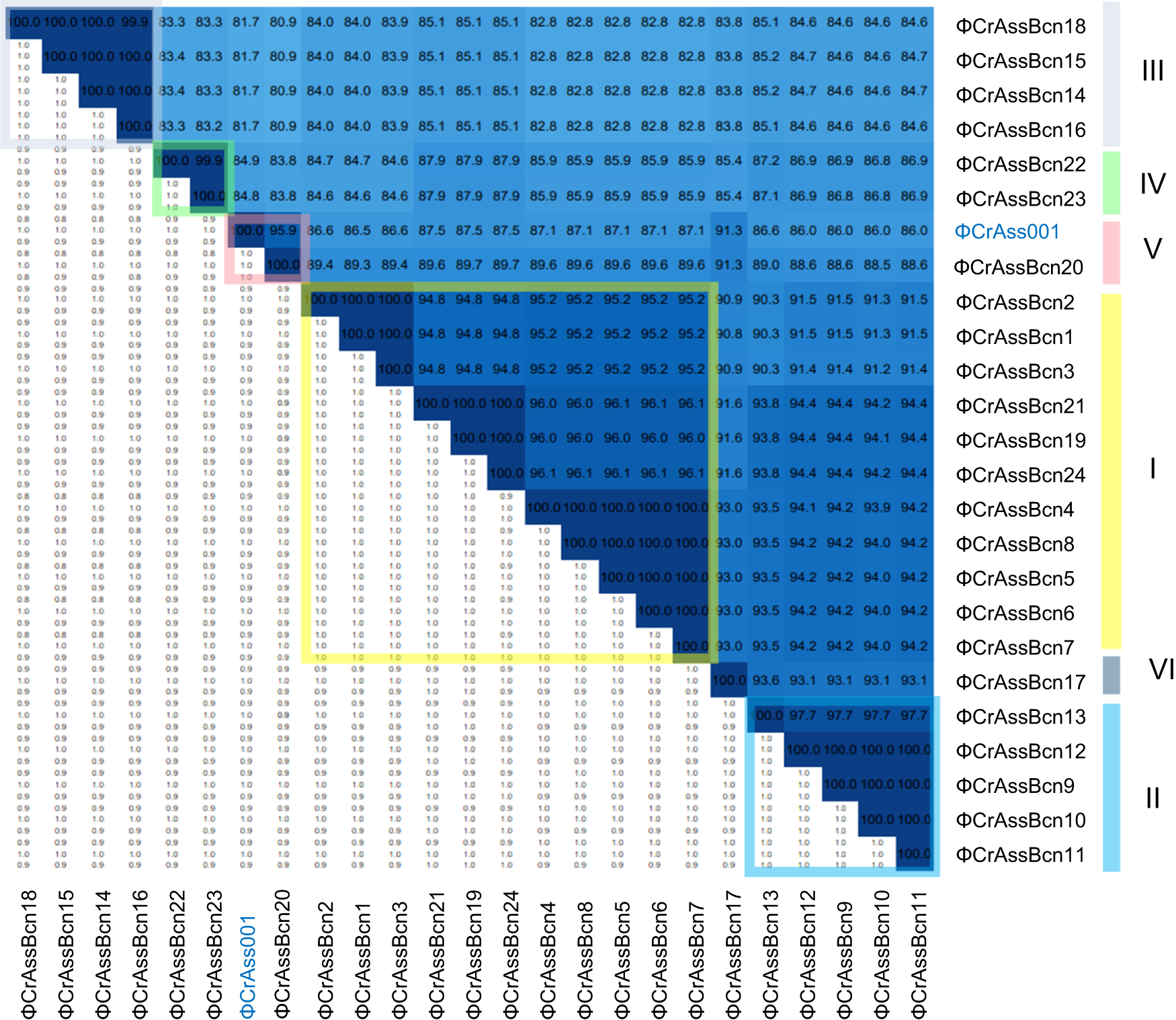 Fig. 2: Intergenomic comparison of the 24 complete crAssBcn phages genomes and their classification into species.