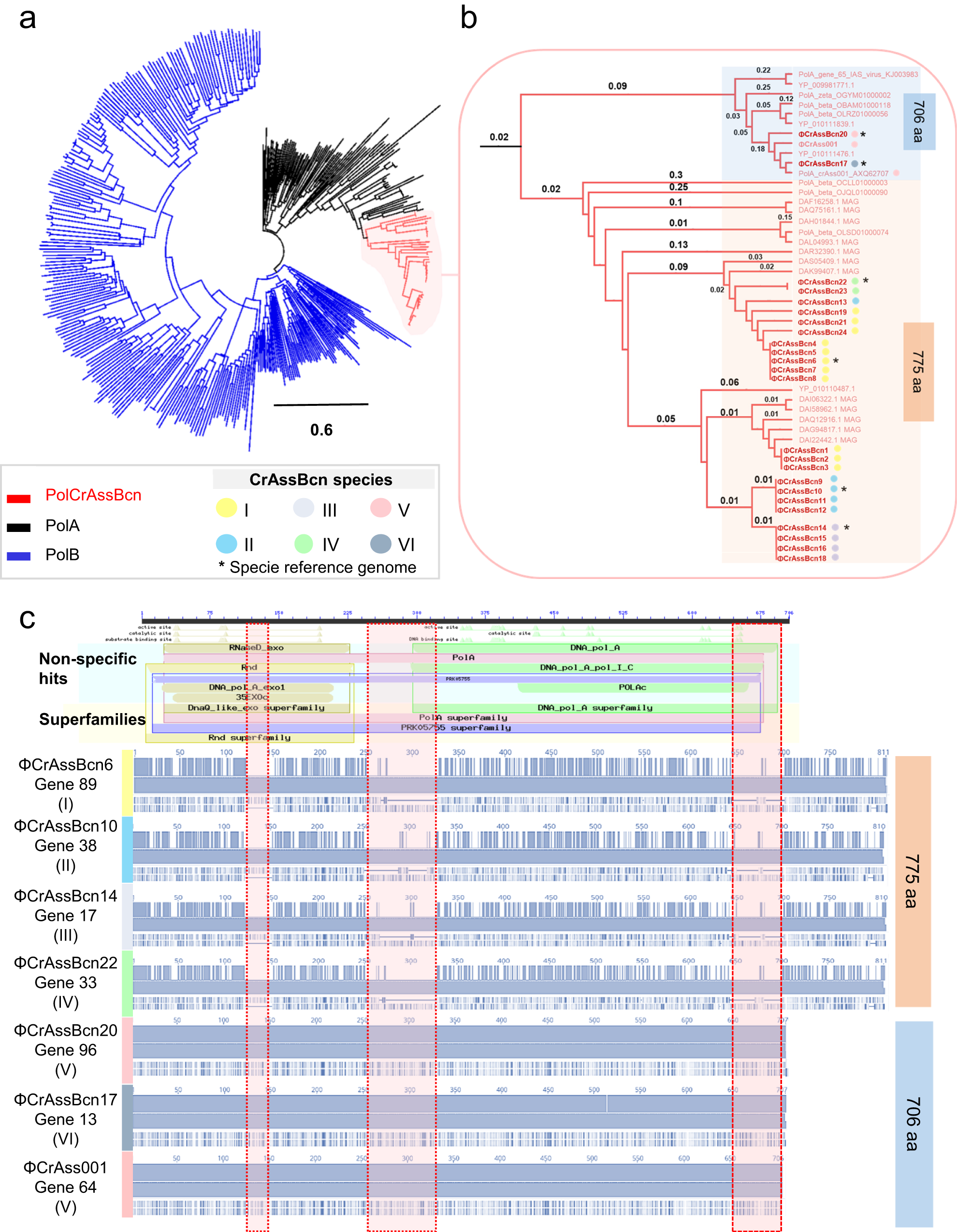 Fig. 5: Comparison of the polymerase of the six species of crAssBcn phages.