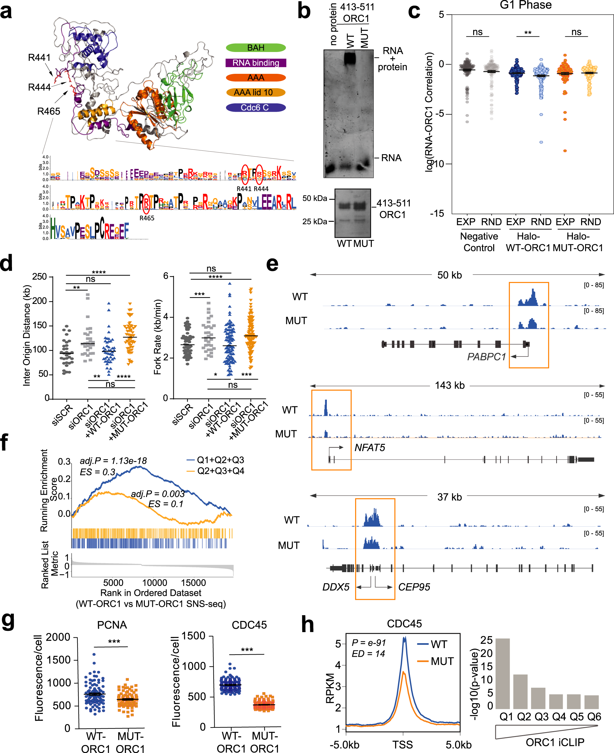 Fig. 3: ORC1 RNA-binding mutant is impaired in origin activation.