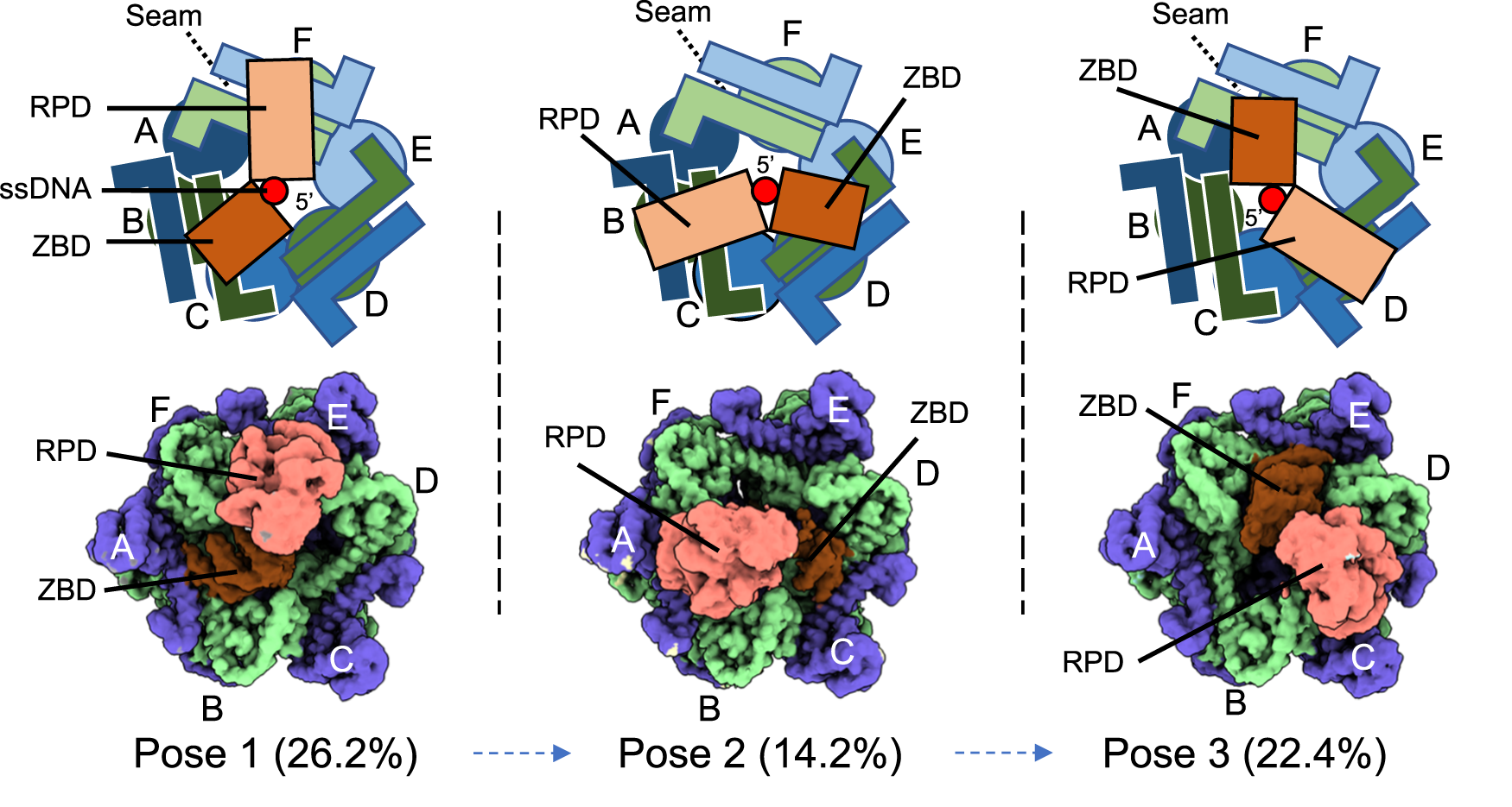 Fig. 4: Three gp61 primase binding poses on the gp41 helicase.