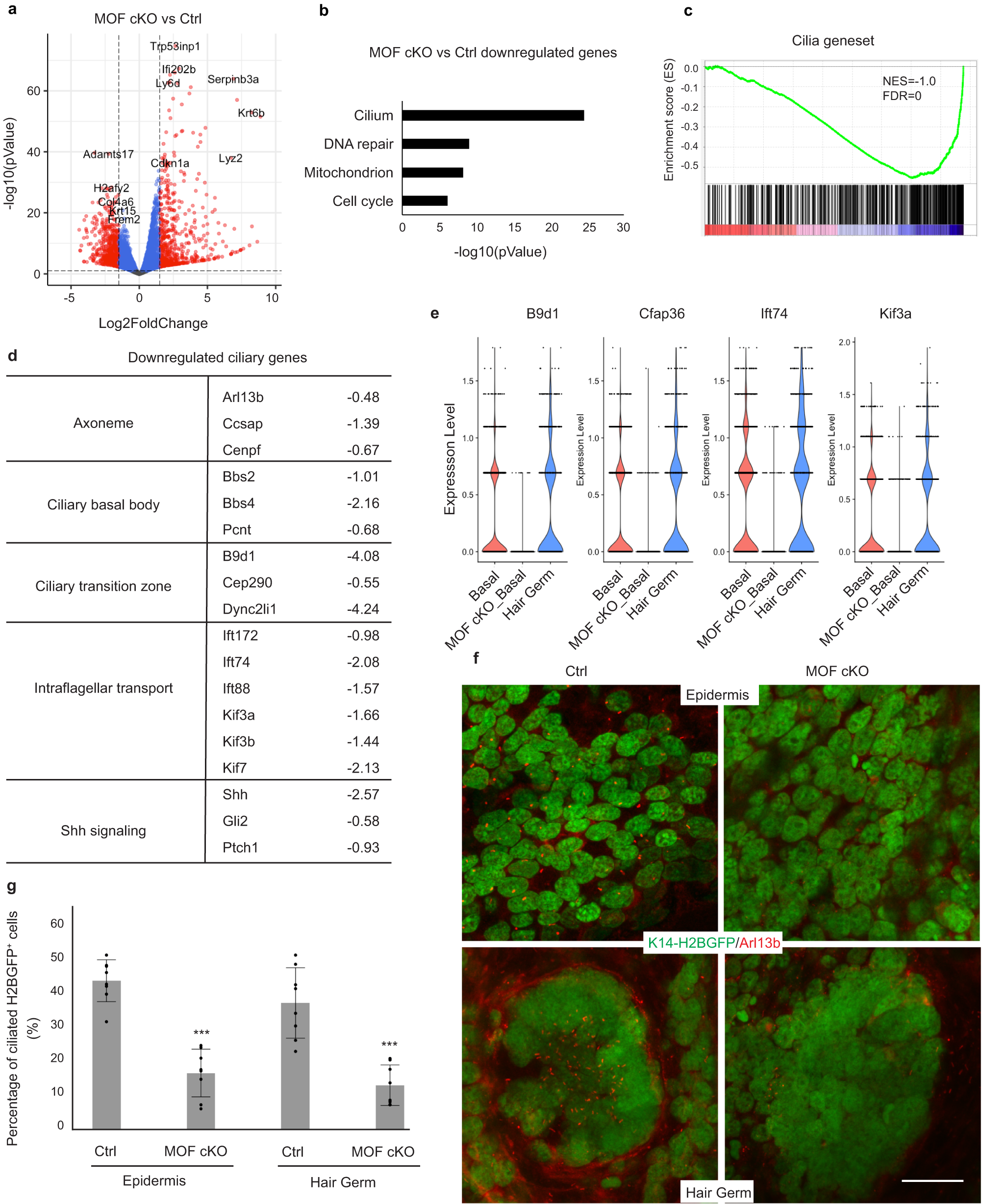 Fig. 6: MOF cKO causes widespread downregulation of ciliary genes.
