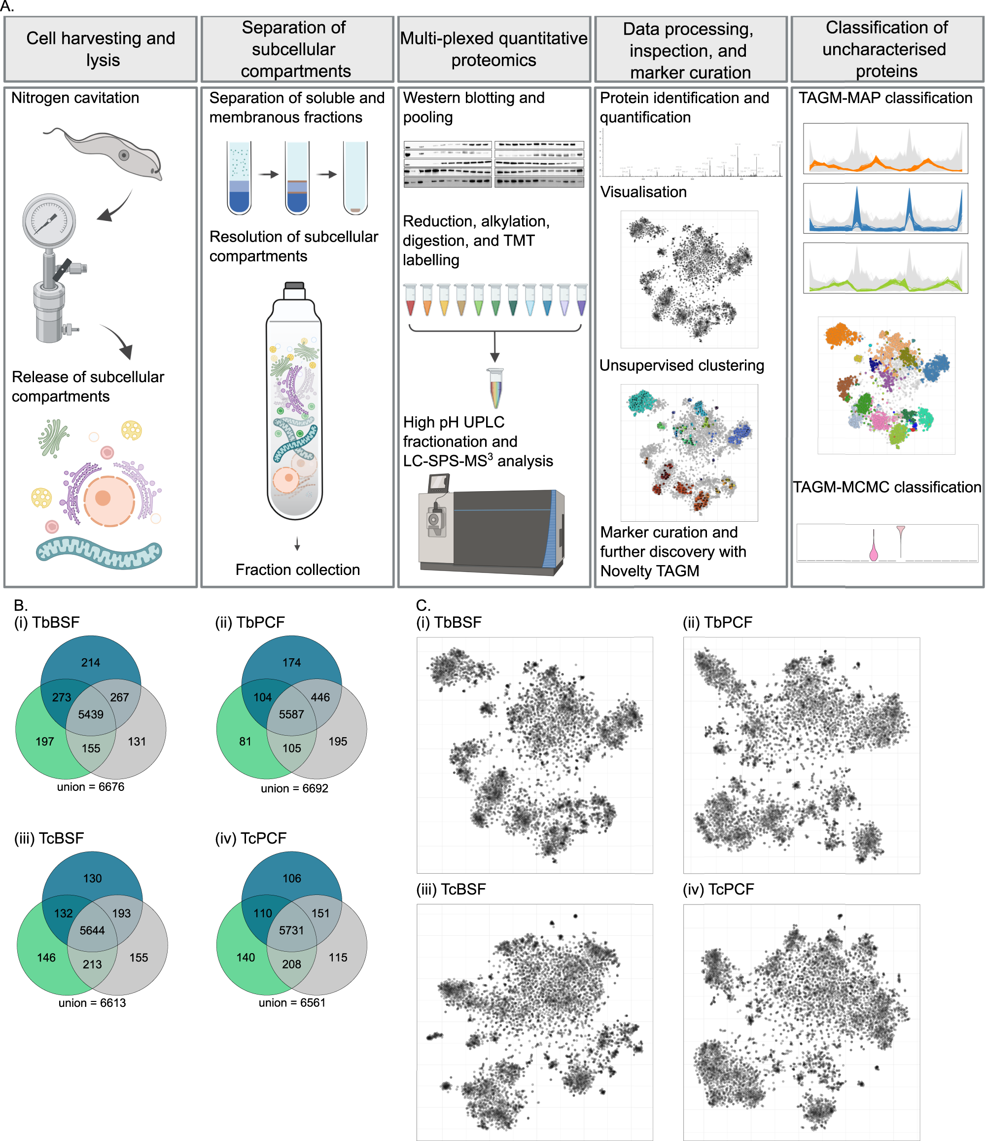 Mapping diversity in African trypanosomes using high resolution spatial proteomics | Nature Communications mapping-diversity-in-african-trypanosomes-using-high-resolution-spatial-proteomics-nature-communications