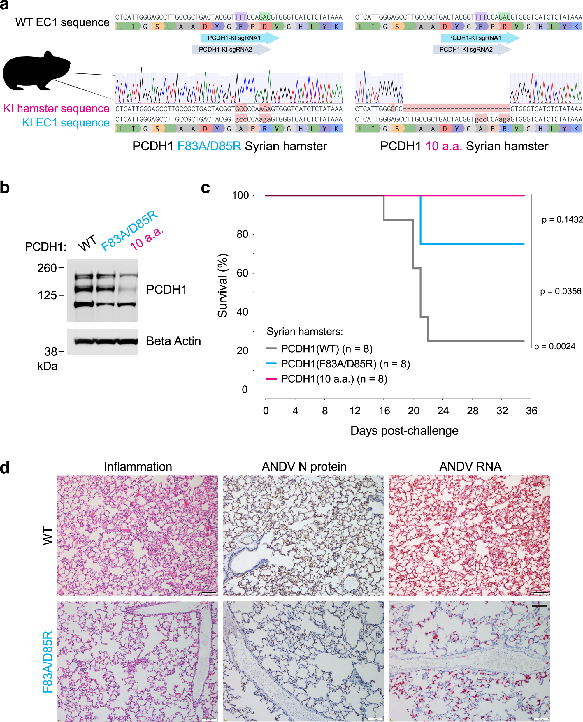 Fig. 8: Two point mutations in PCDH1 confer protection of Syrian hamsters against a lethal ANDV challenge.