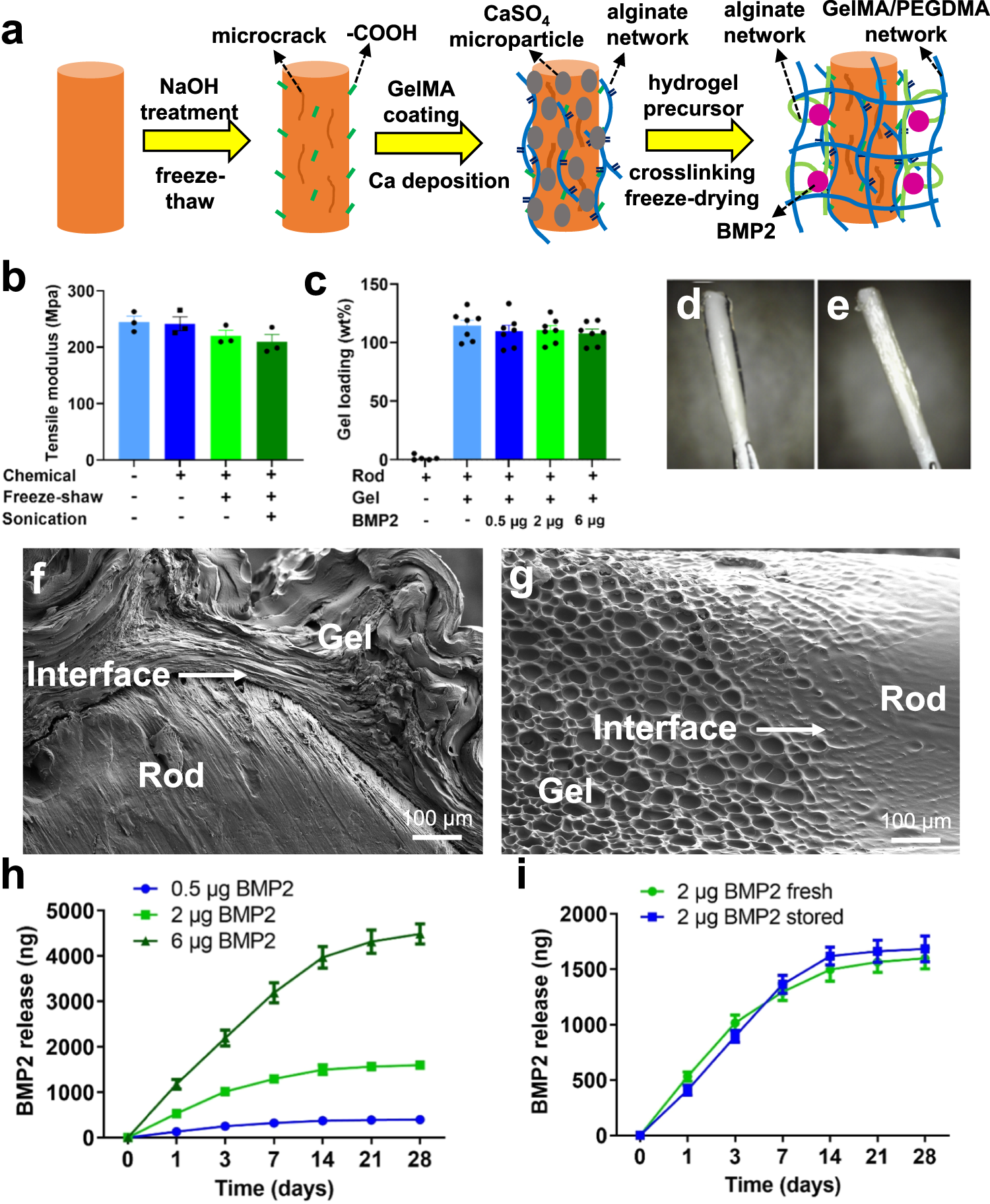 Fig. 1: Fabrication and characterization of a bone morphogenetic protein-2 (BMP2) eluting poly-caprolactone/beta-tricalcium phosphate (PCL-TCP) implant.